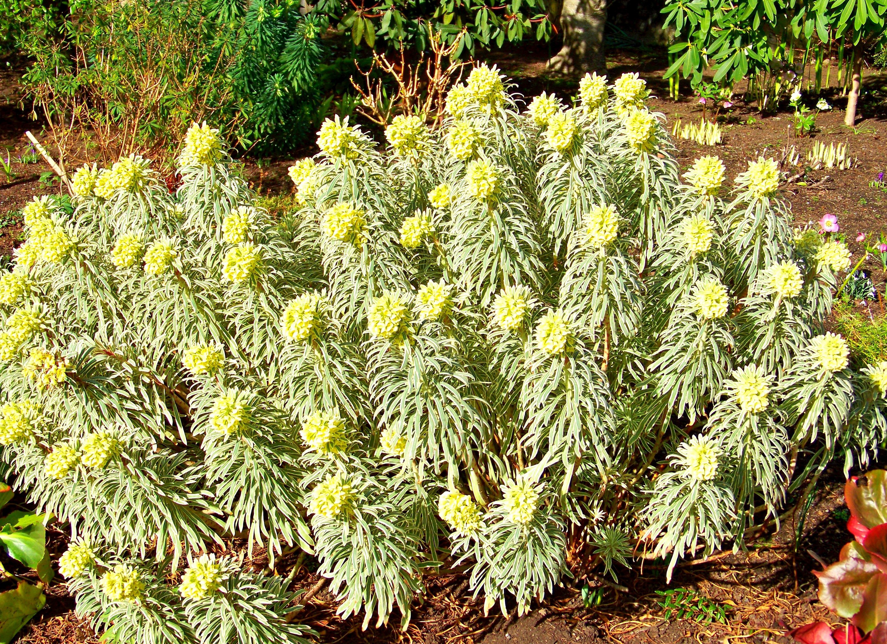Variegated Euphorbia plant with yellow flowers HD Wallpaper