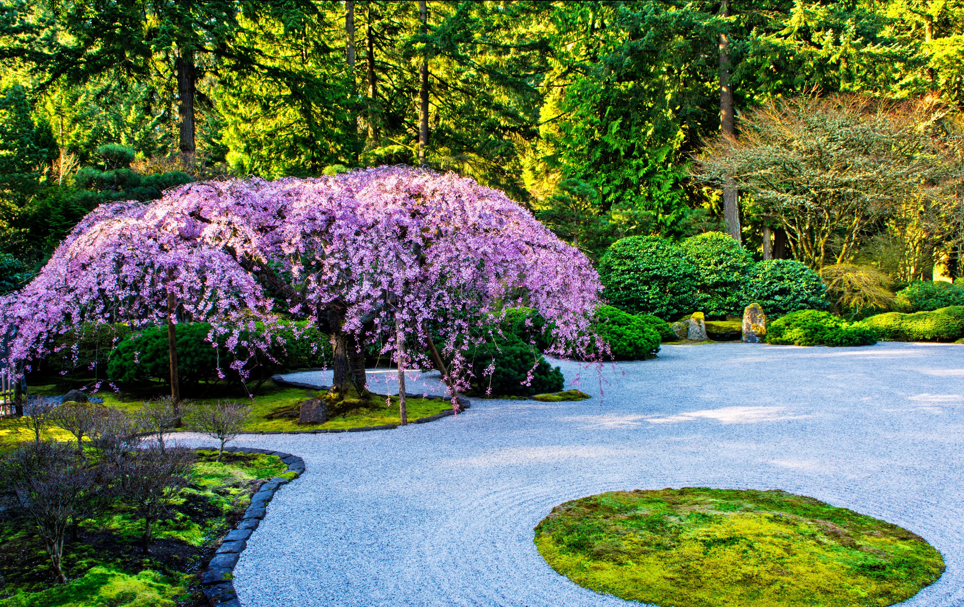 Japanese Garden with Weeping Cherry Tree and Raked Gravel HD Wallpaper