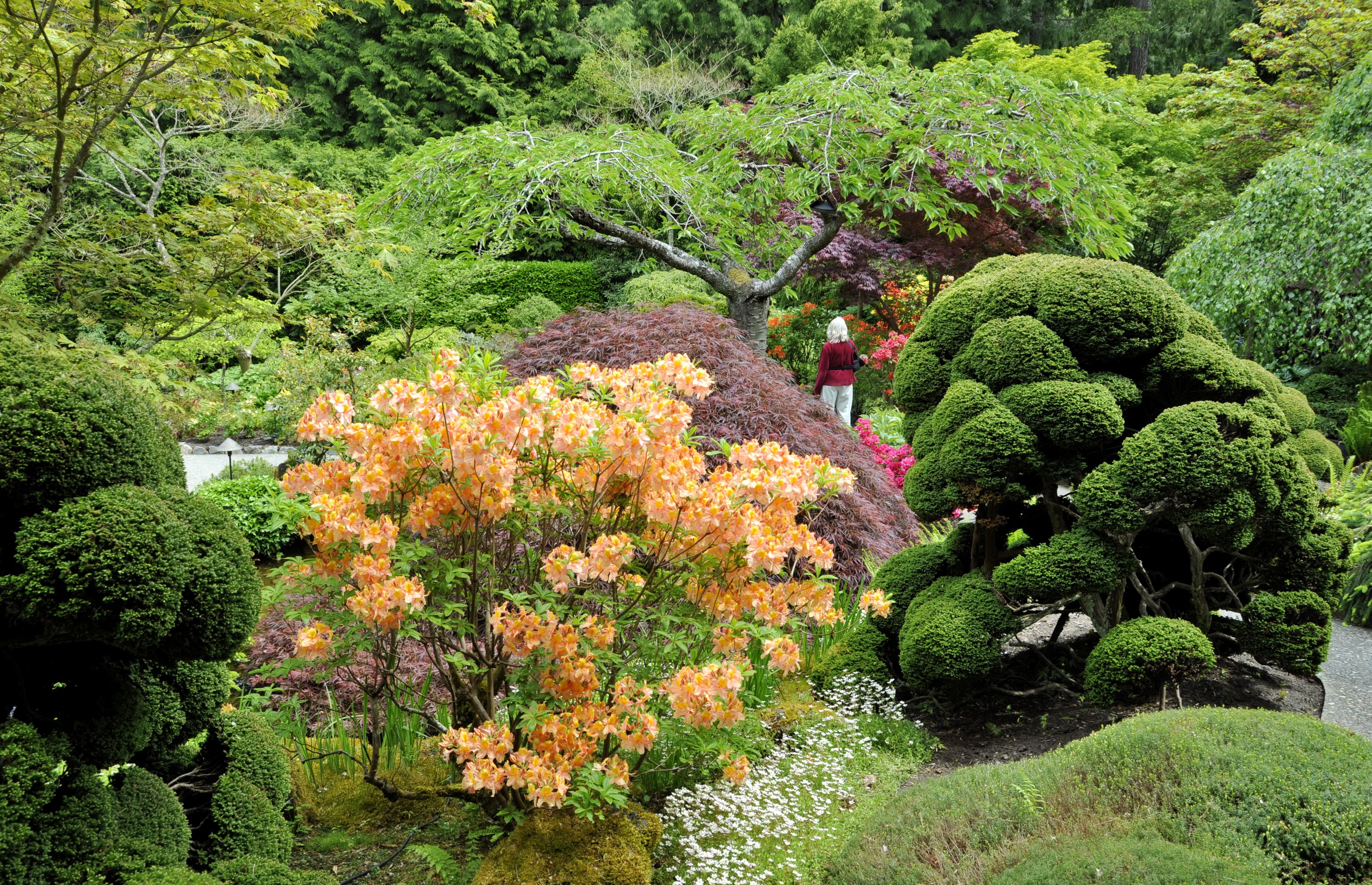 Butchart Gardens with blooming orange azaleas and sculpted shrubs HD Wallpaper