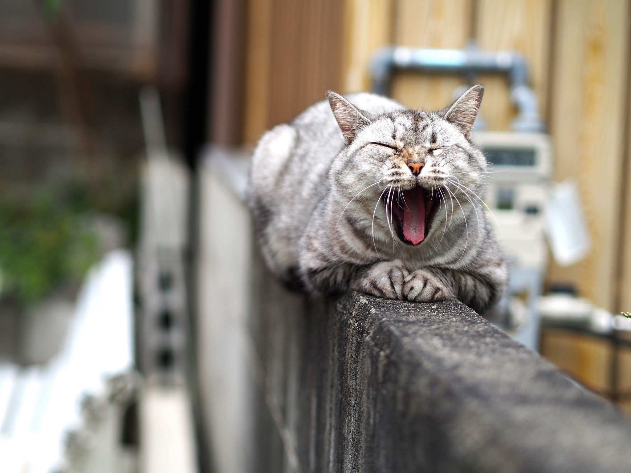 A tabby cat yawning on a wall HD Wallpaper
