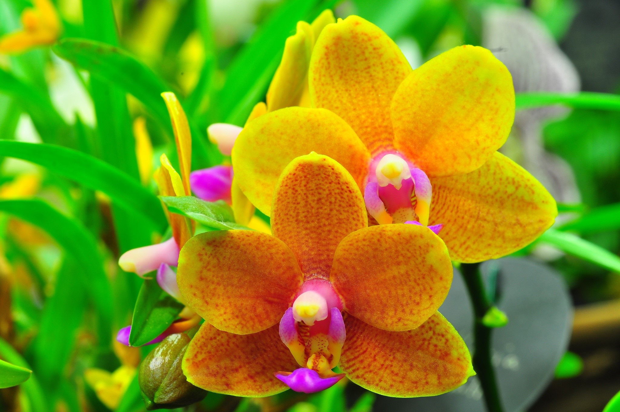 Close-up of orange and yellow Phalaenopsis orchids HD Wallpaper