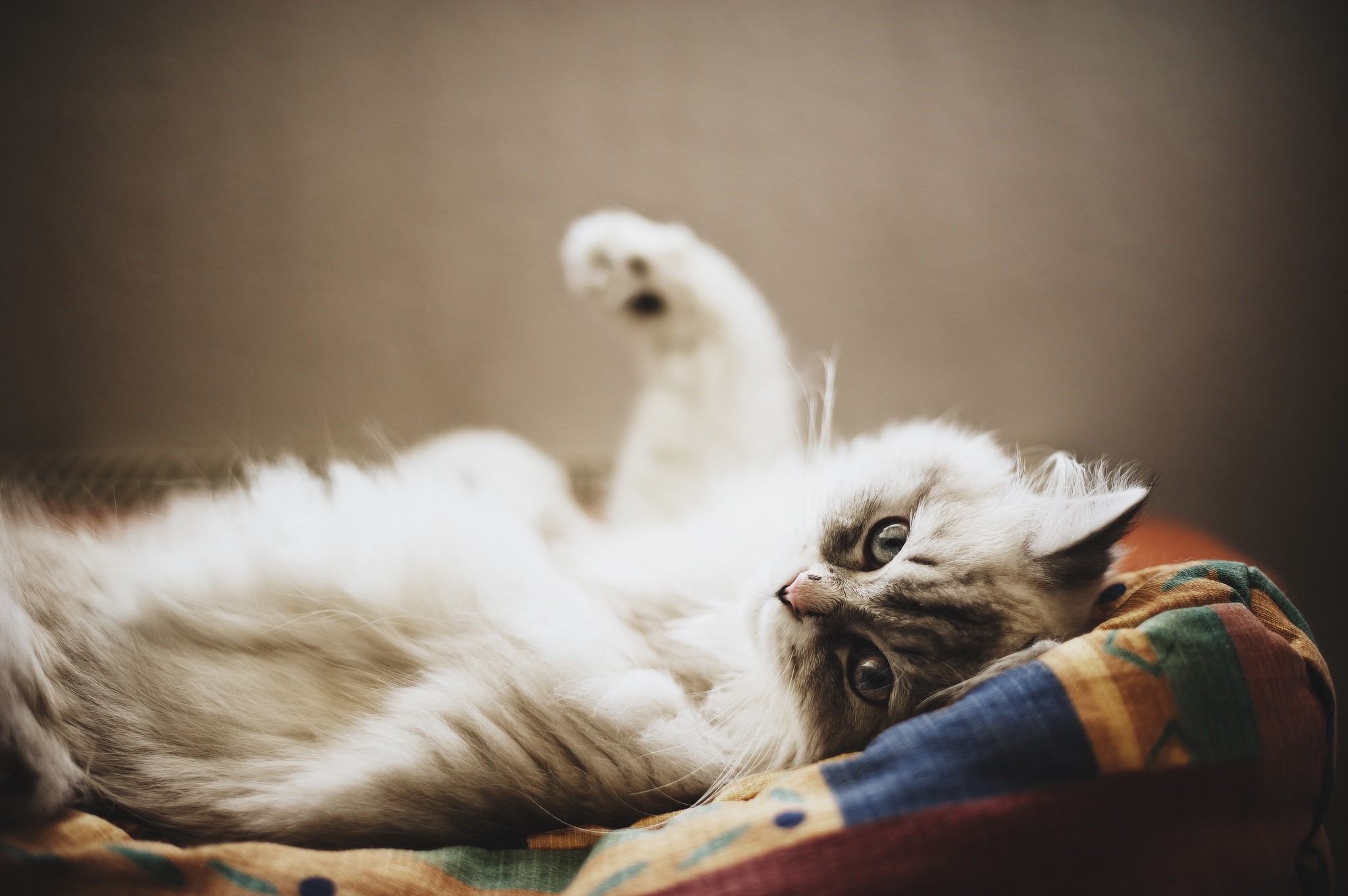 Fluffy white cat lying on a colorful blanket HD Wallpaper