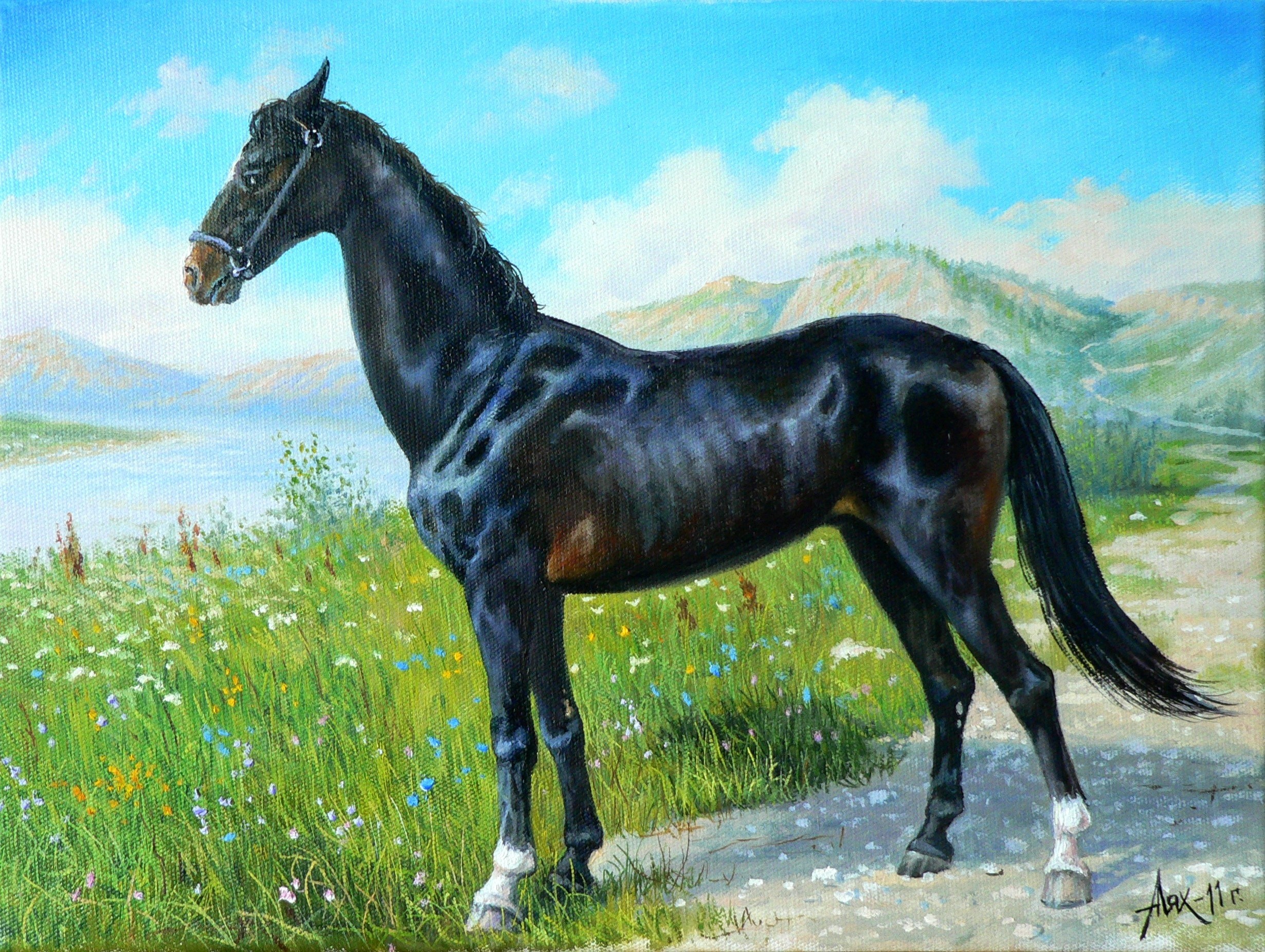 Black horse standing in a field of flowers HD Wallpaper
