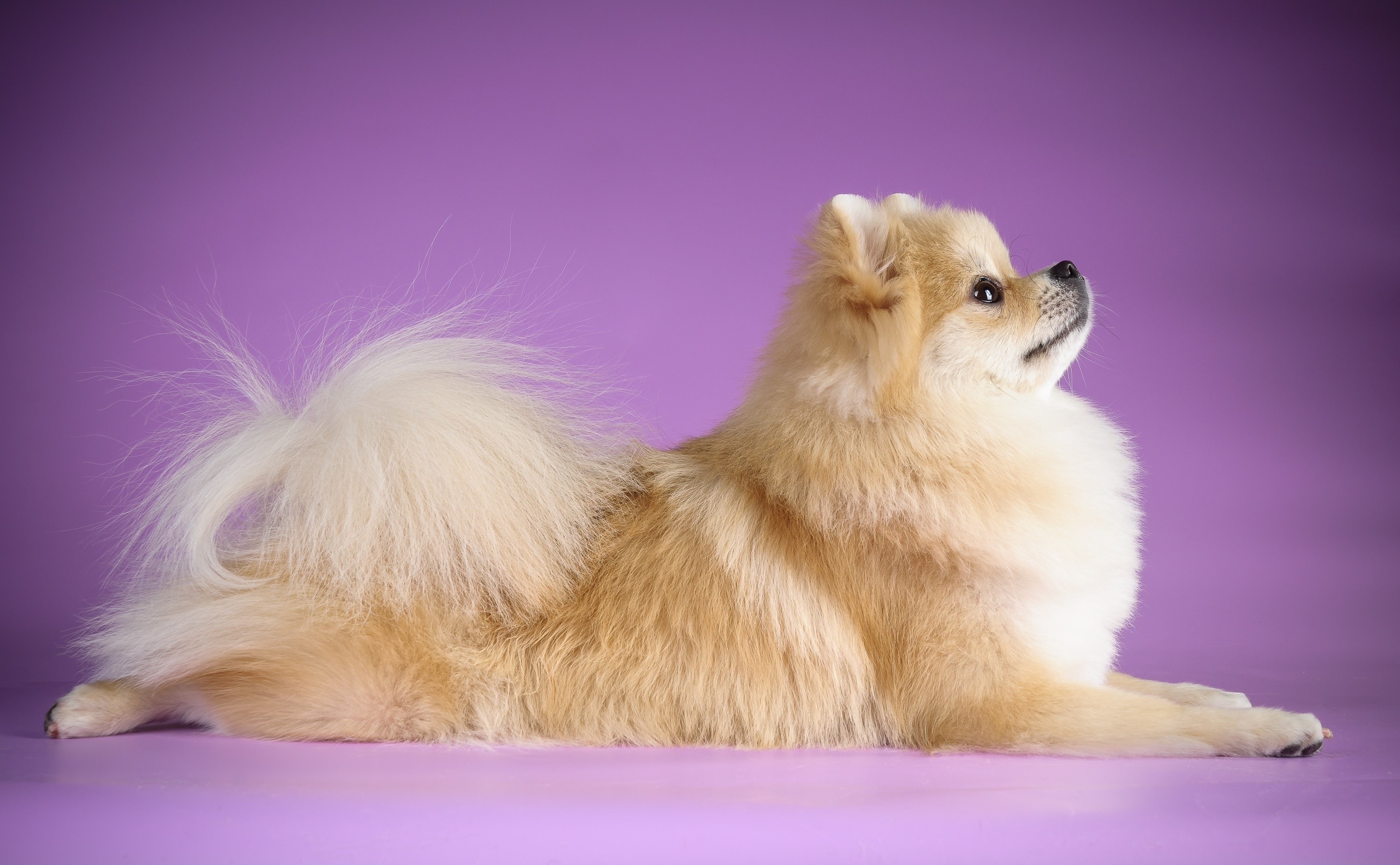 Pomeranian dog lying on a purple background HD Wallpaper