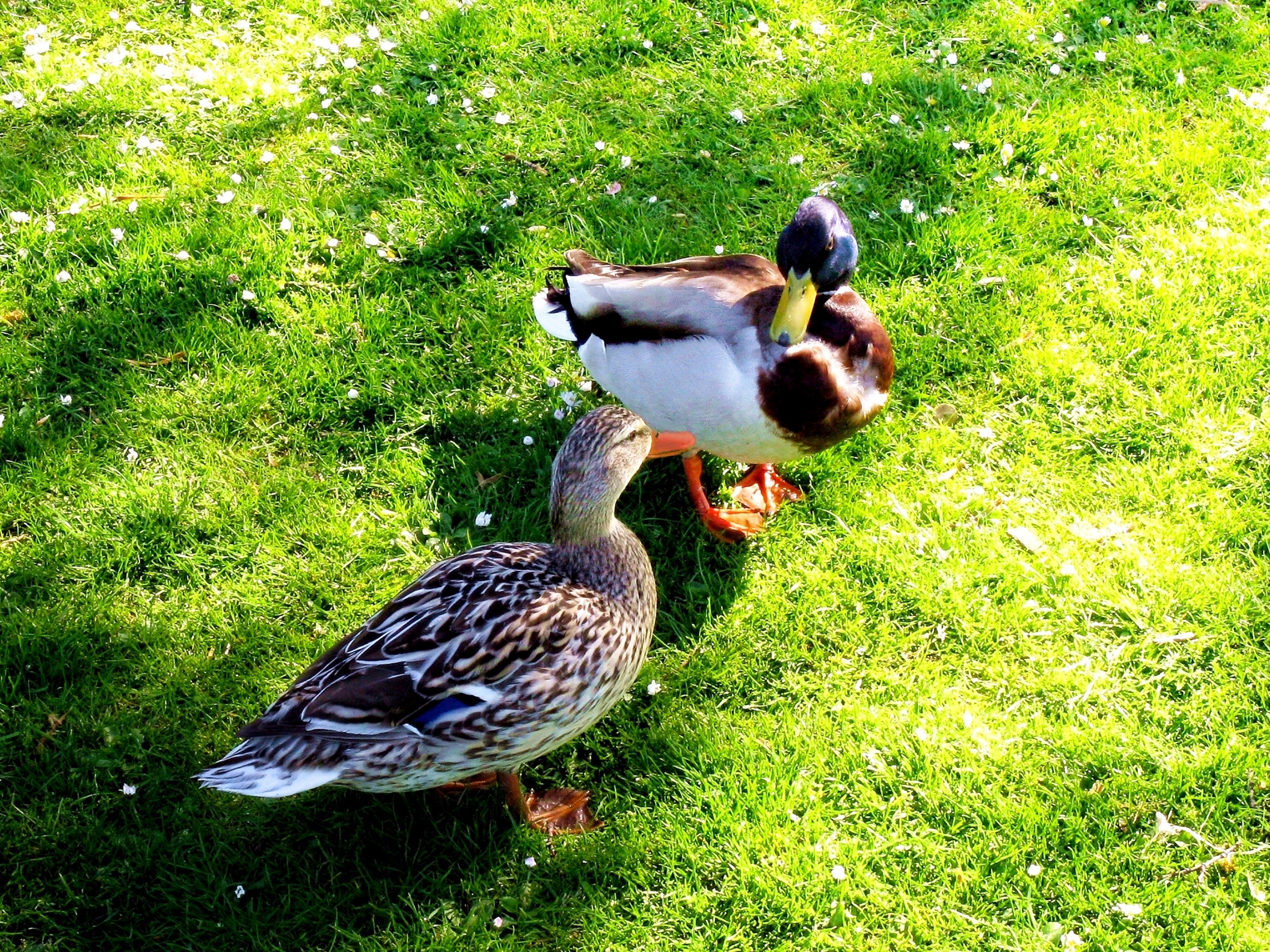 Two ducks on green grass HD Wallpaper