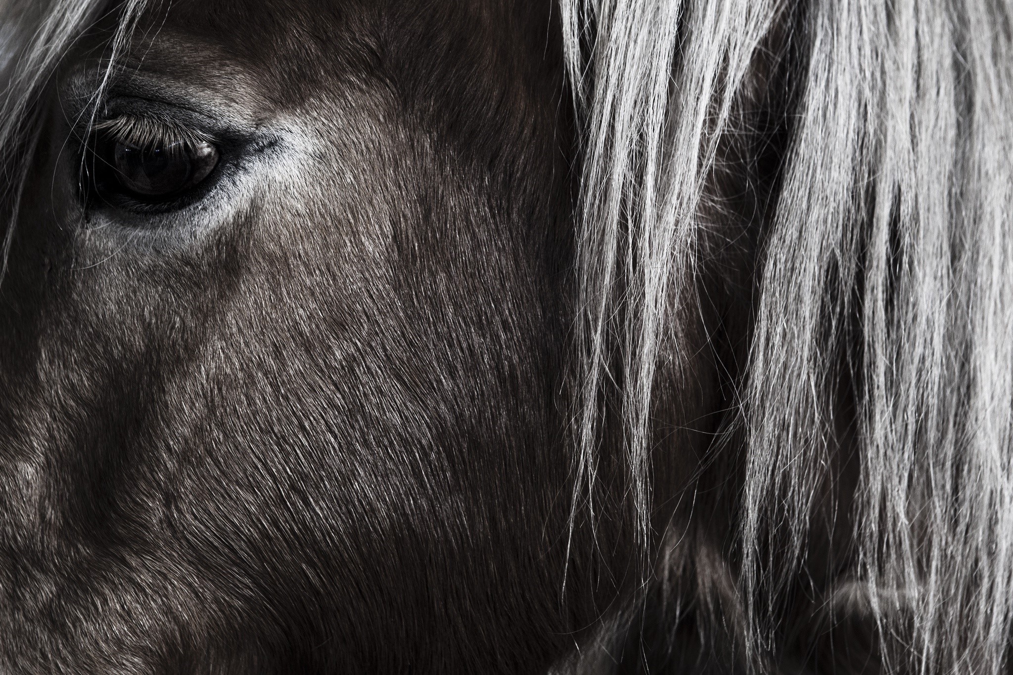 Close-up of a horse's eye and mane HD Wallpaper