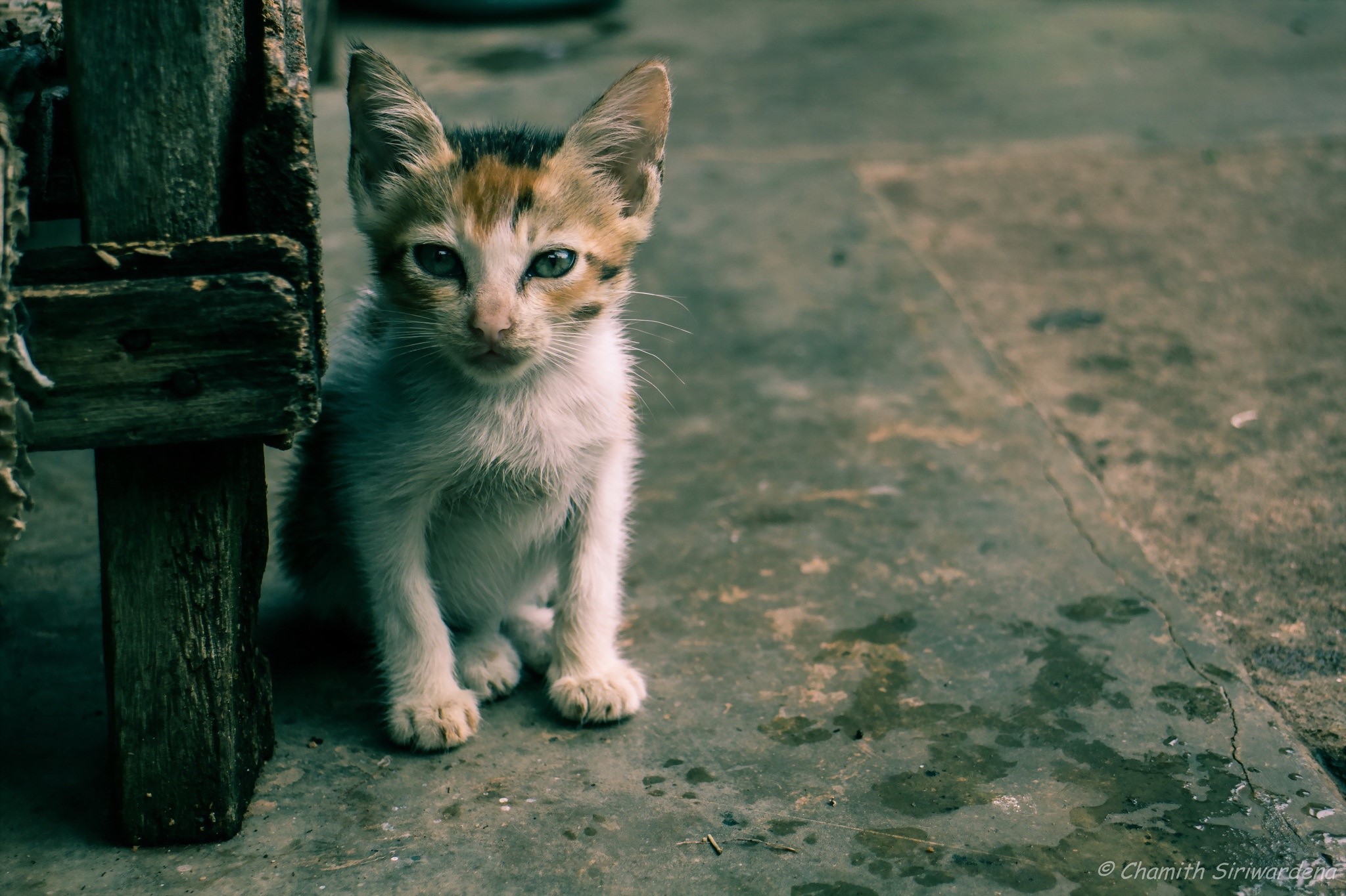 A Calico Kitten Sits by a Wooden Structure HD Wallpaper