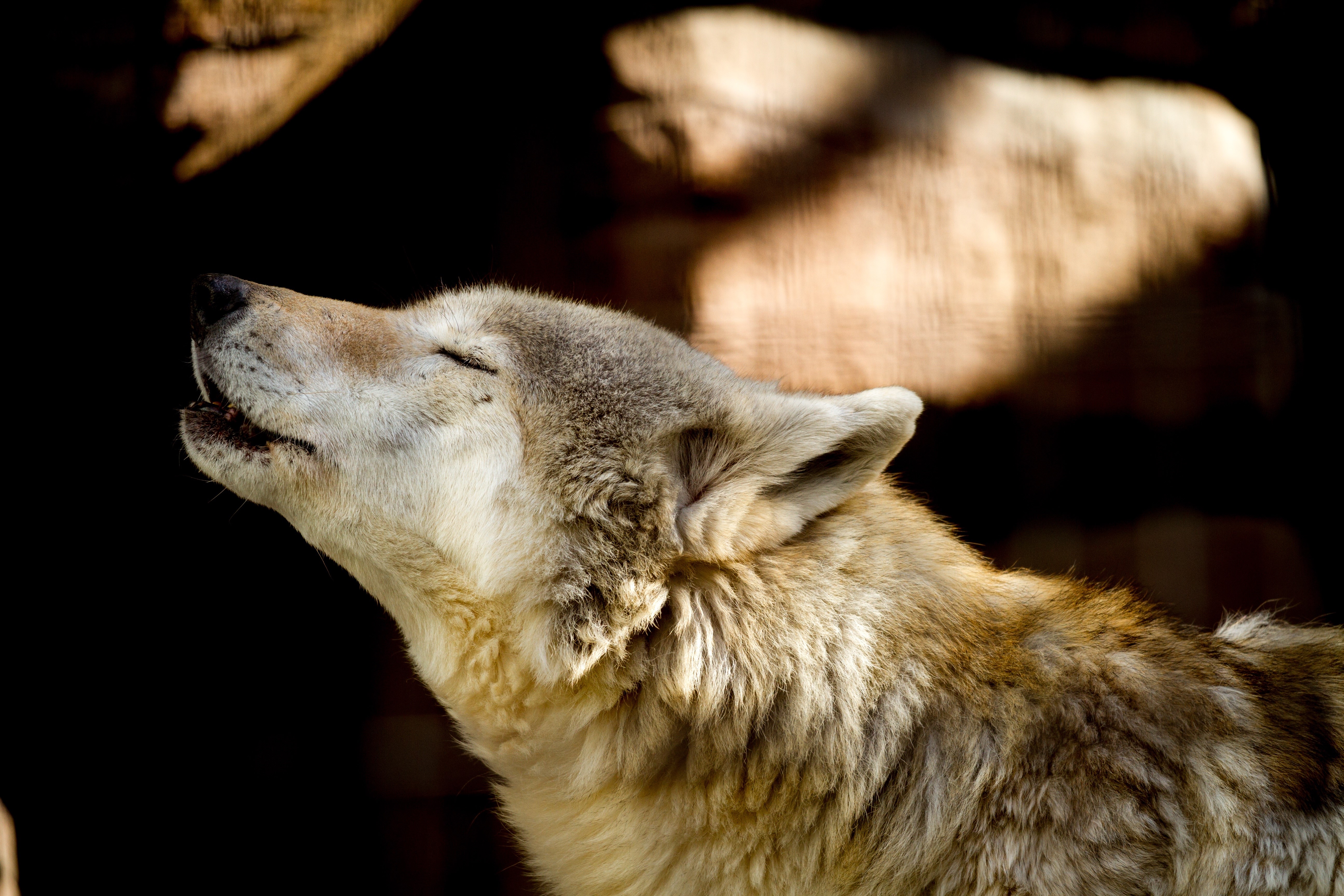 Wolf howling in sunlight HD Wallpaper