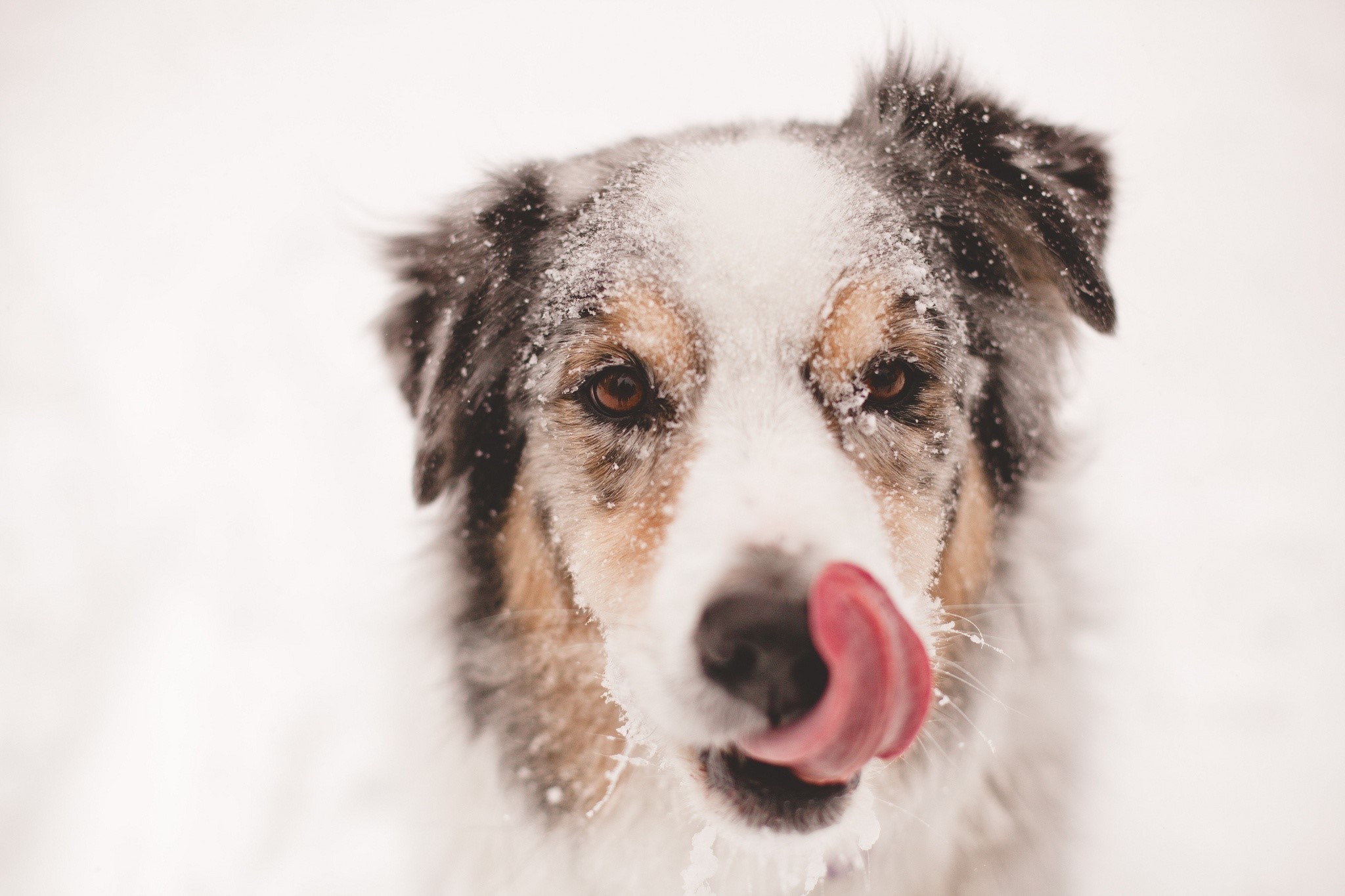 Australian Shepherd dog with snow on its face licking its nose HD Wallpaper
