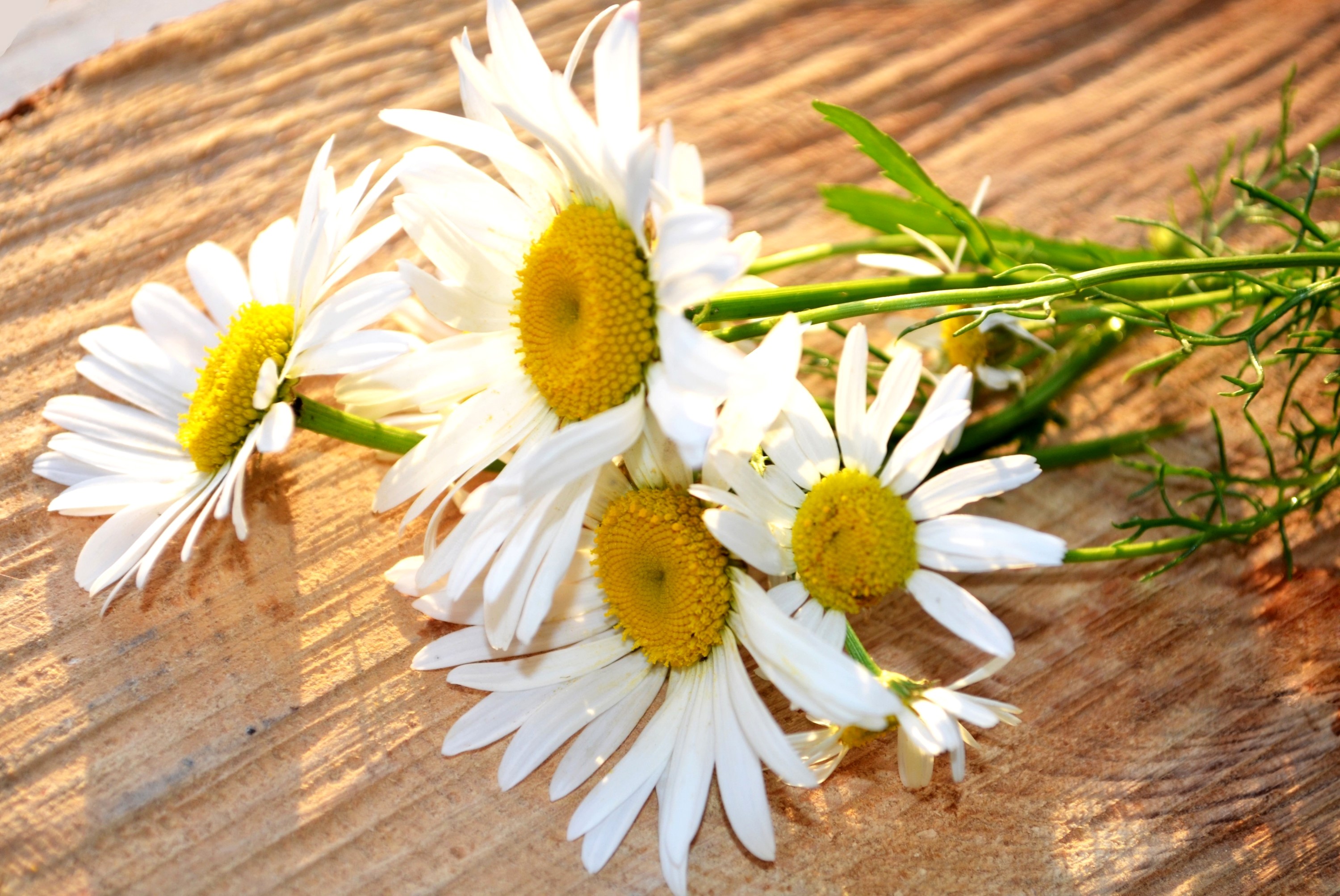 White camomiles on a wooden surface HD Wallpaper