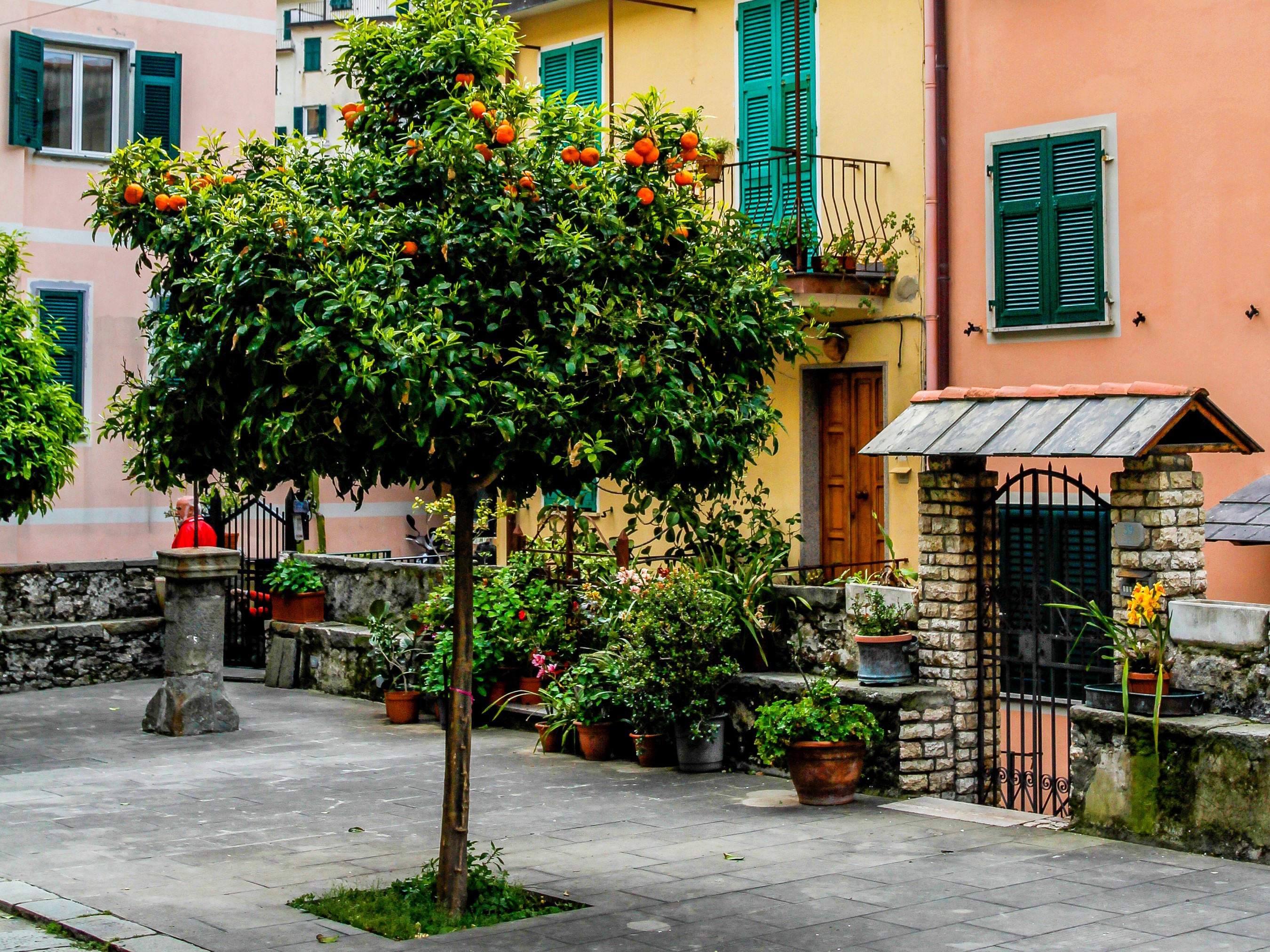 Orange tree in a courtyard with colorful houses HD Wallpaper