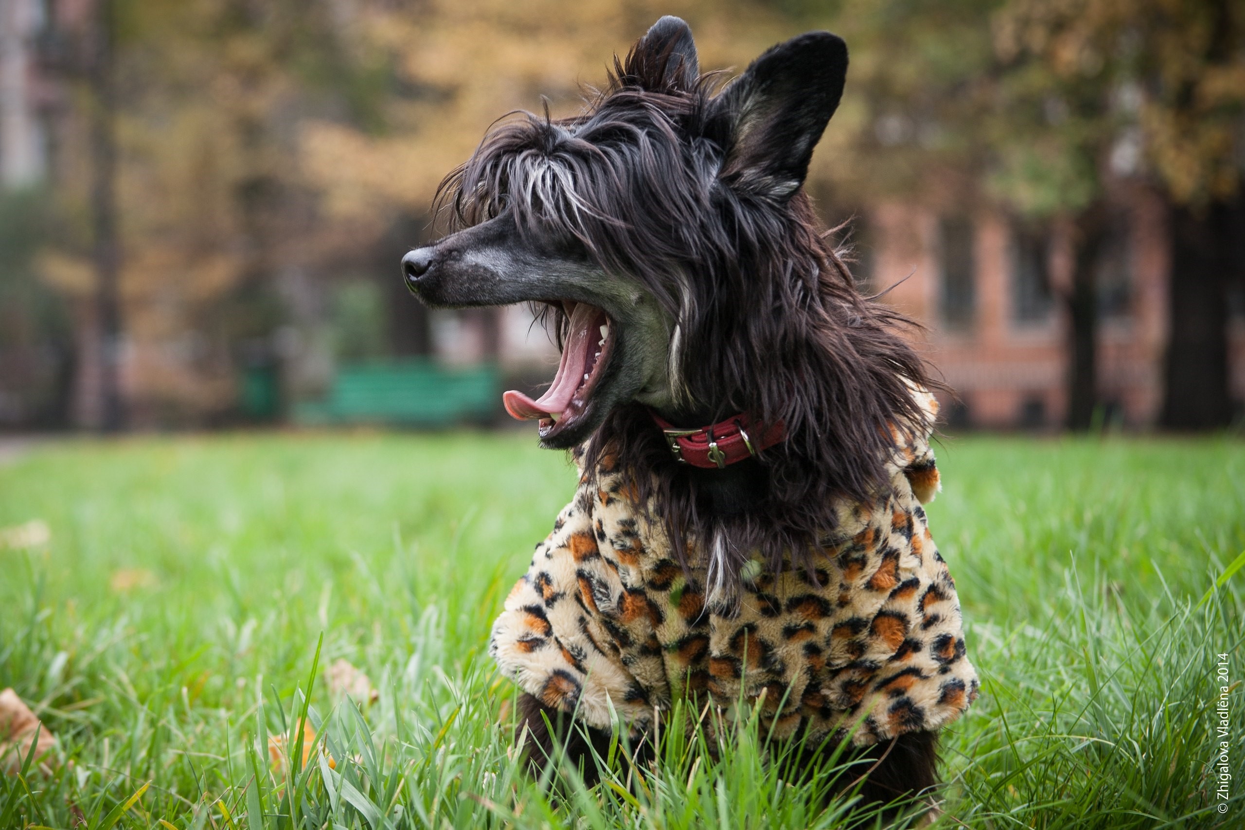 Chinese Crested dog yawning in a leopard print coat HD Wallpaper