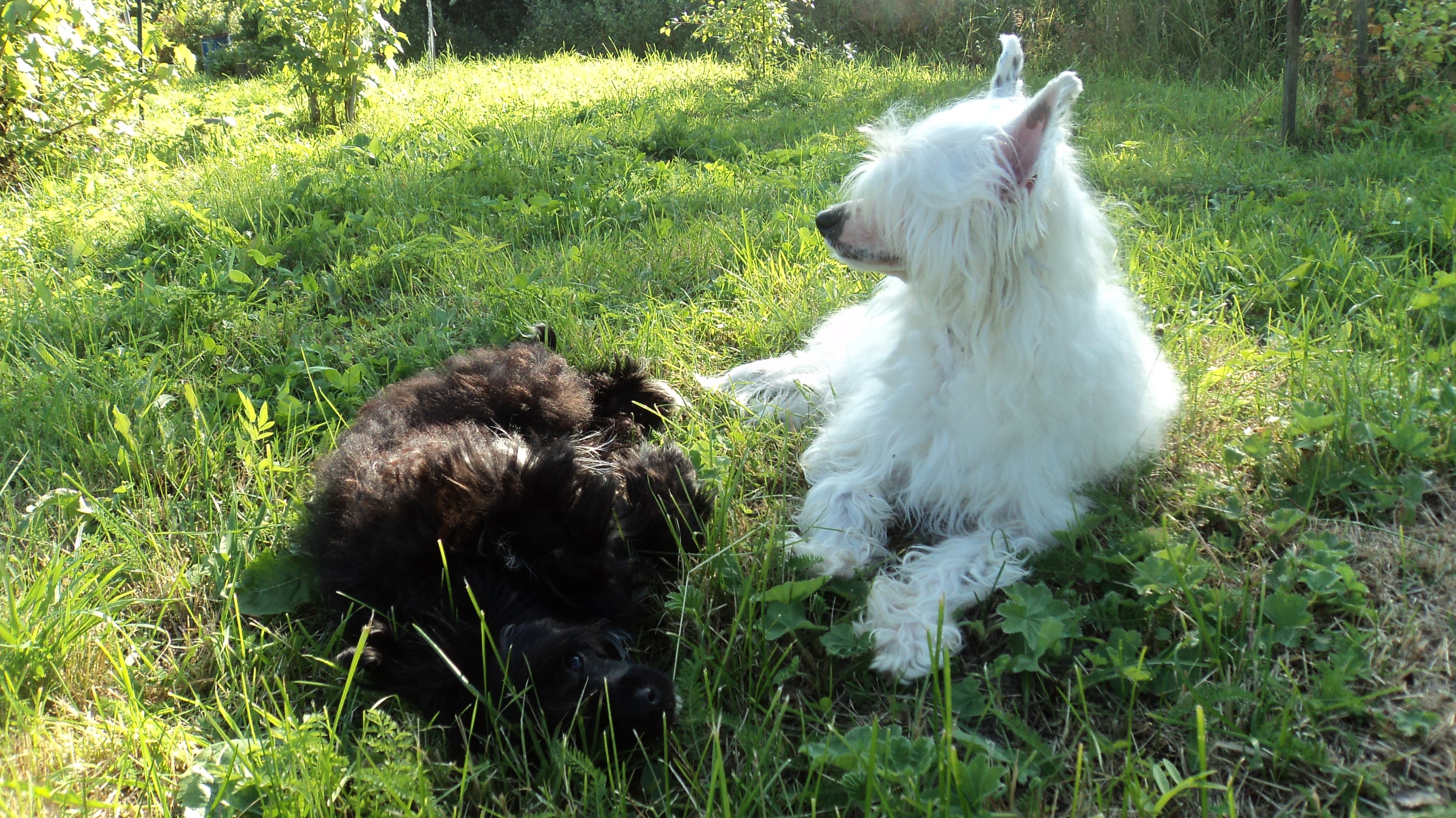 Two dogs resting on grass HD Wallpaper