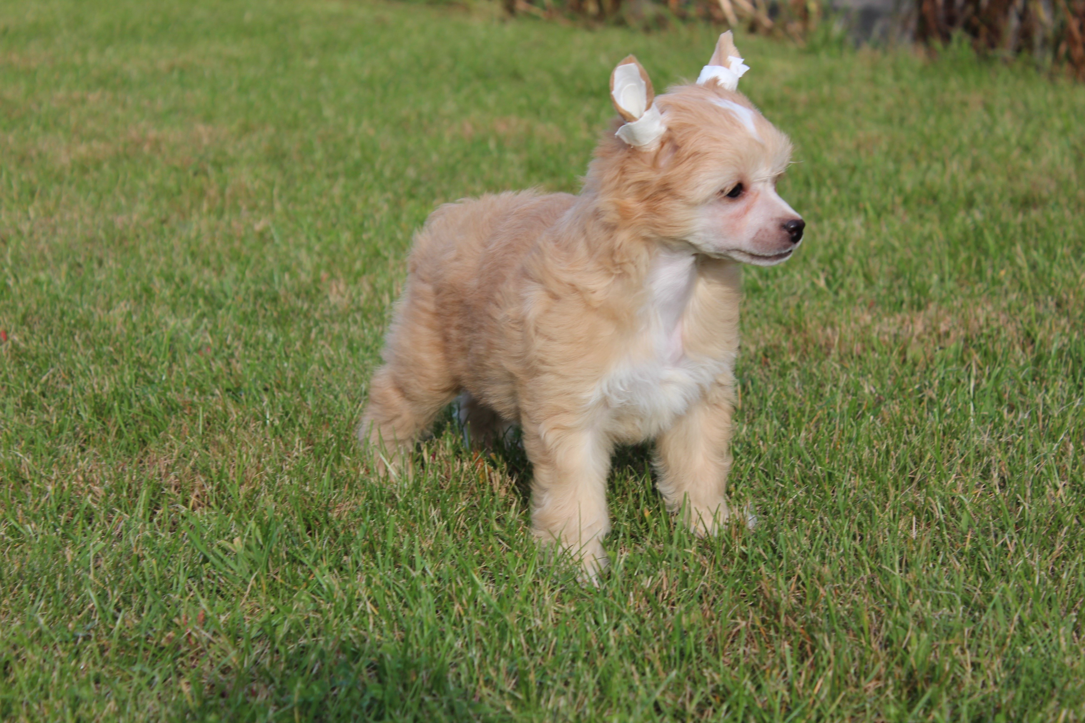 Chinese Crested puppy with bandaged ears on grass HD Wallpaper