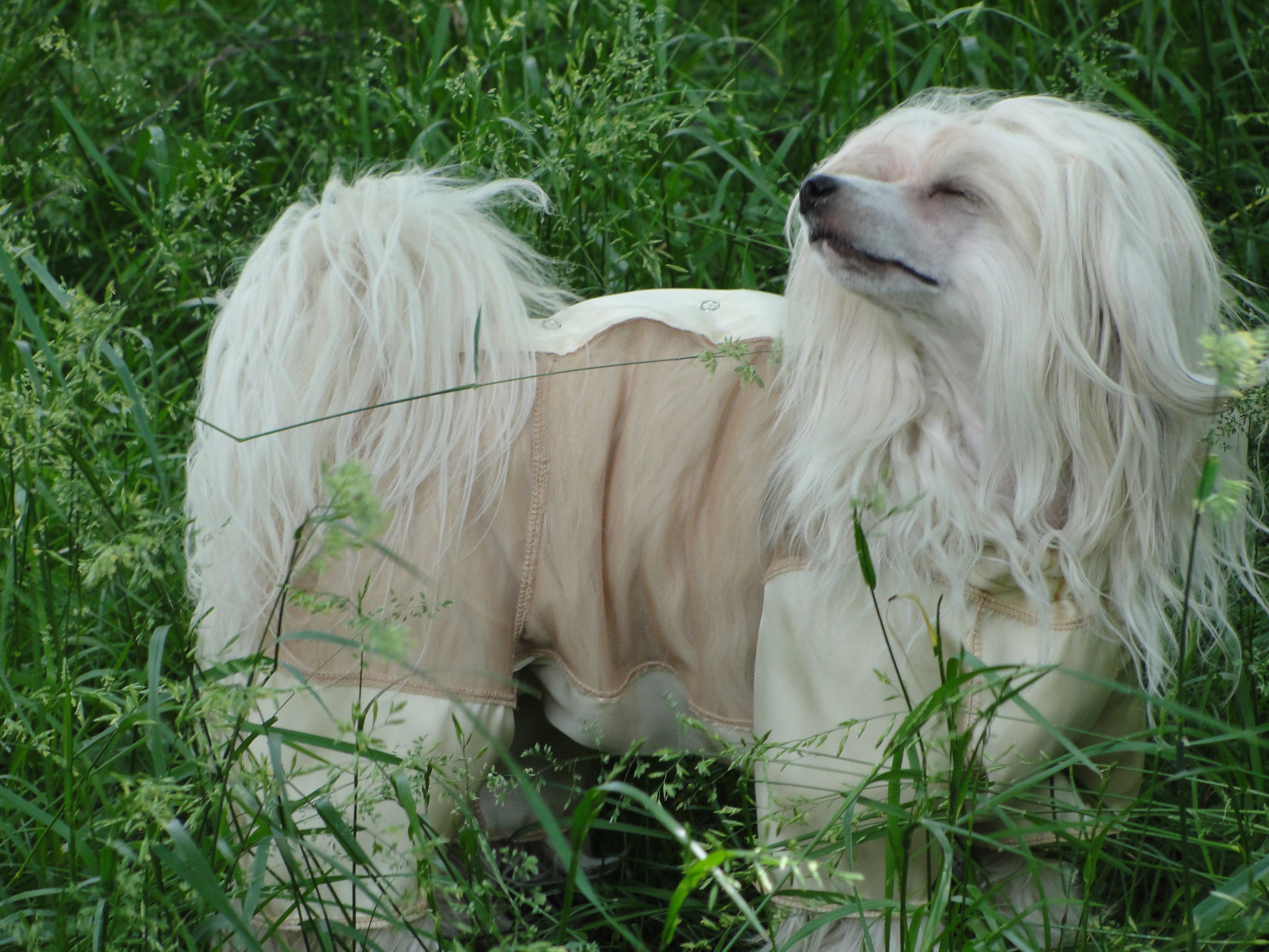 White Chinese Crested dog in tall grass HD Wallpaper