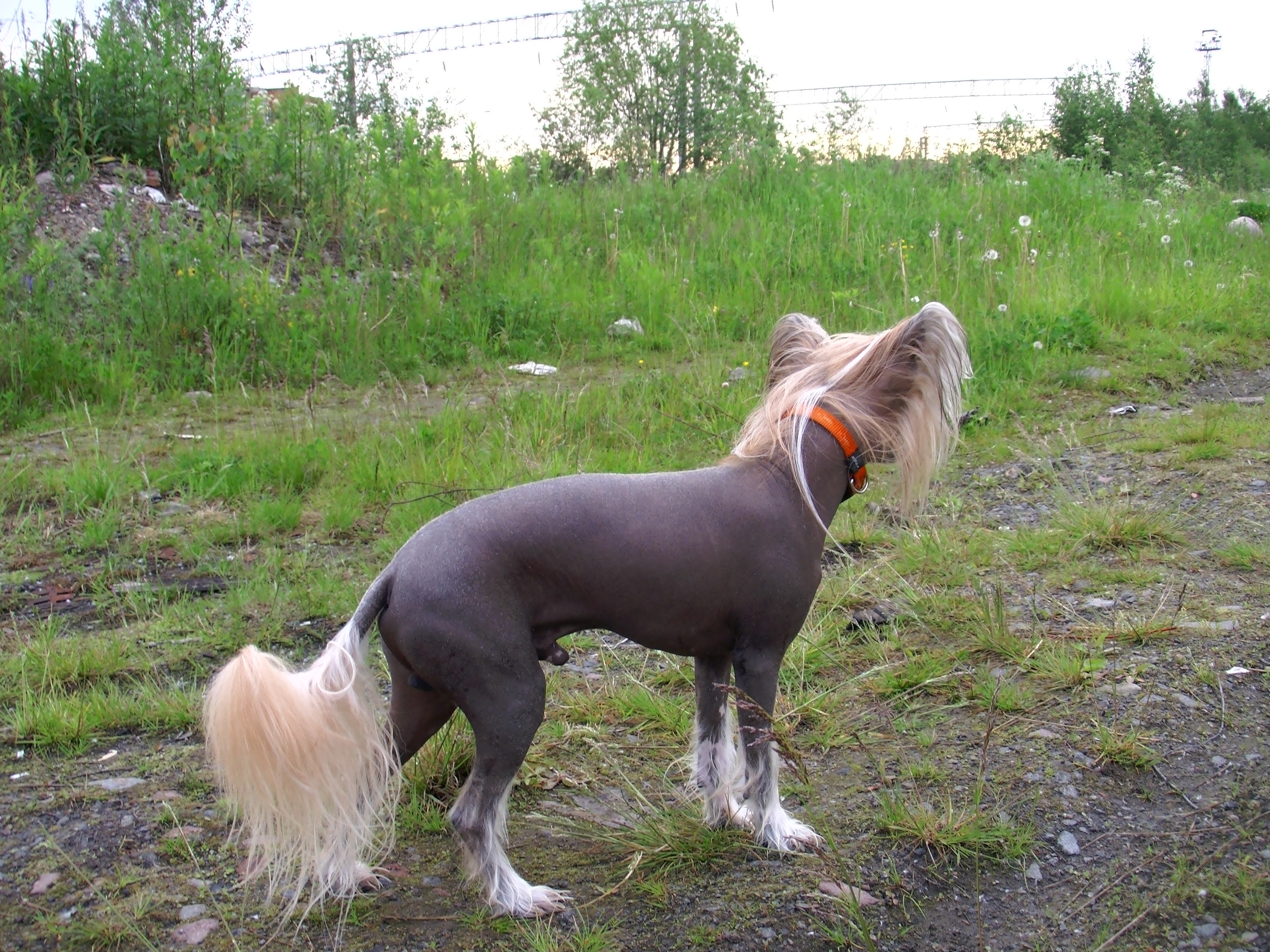 Chinese Crested dog with orange collar in grassy field HD Wallpaper