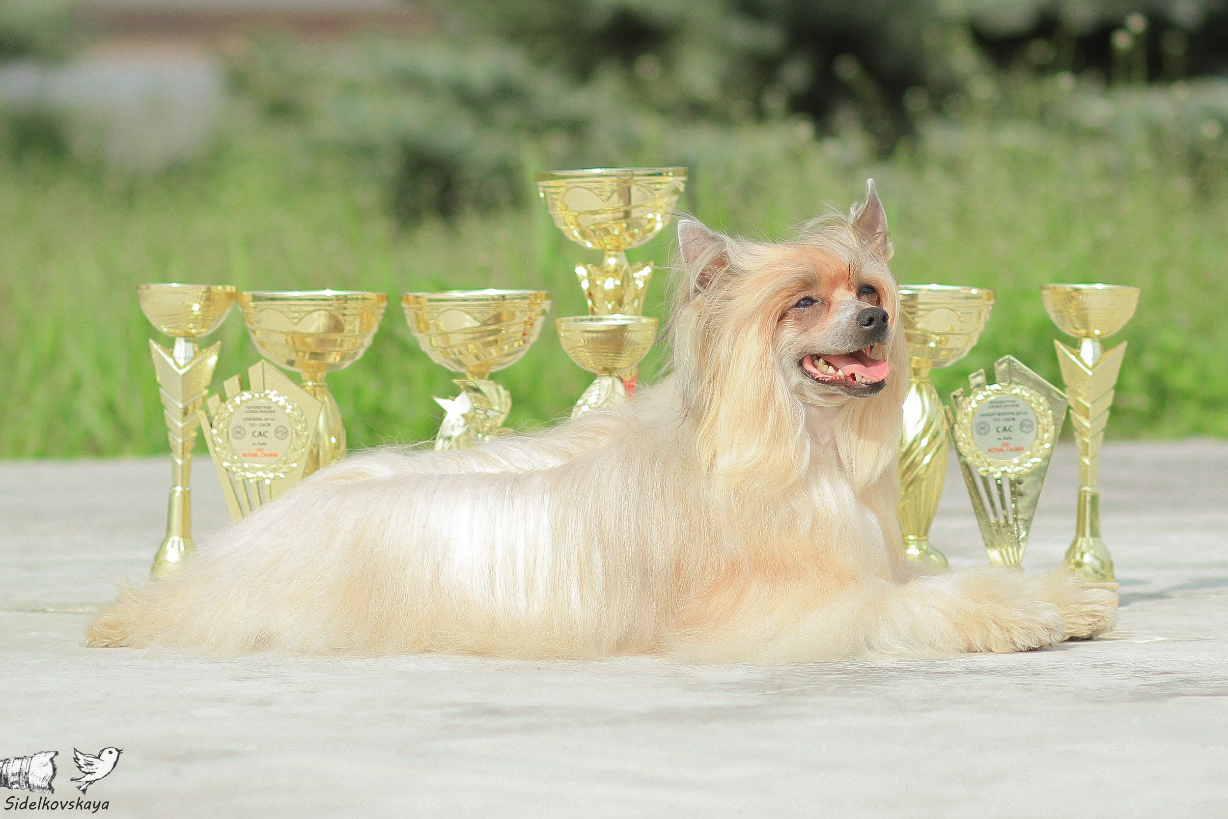 Chinese Crested dog with multiple awards HD Wallpaper