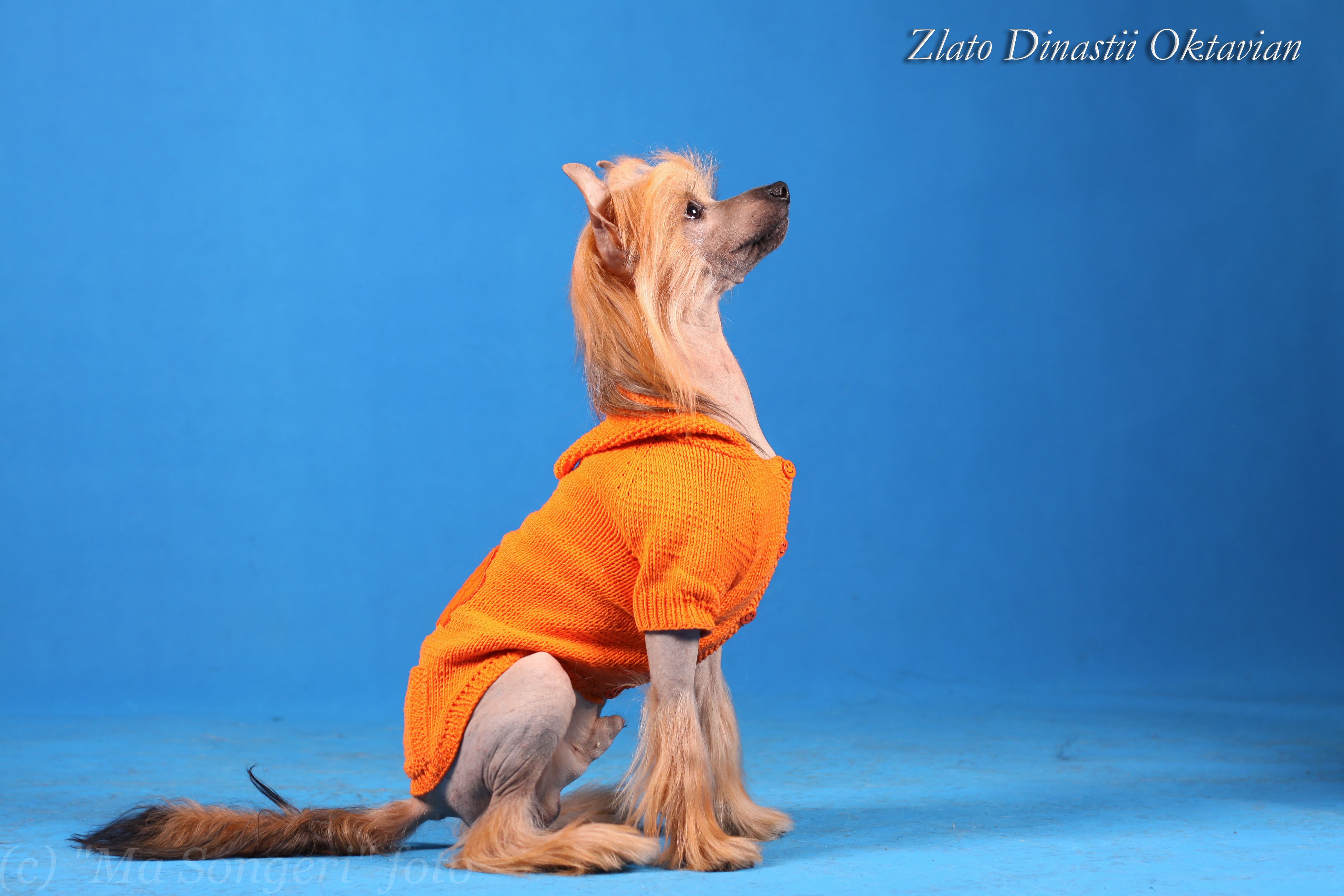 Chinese Crested Dog in Orange Sweater HD Wallpaper