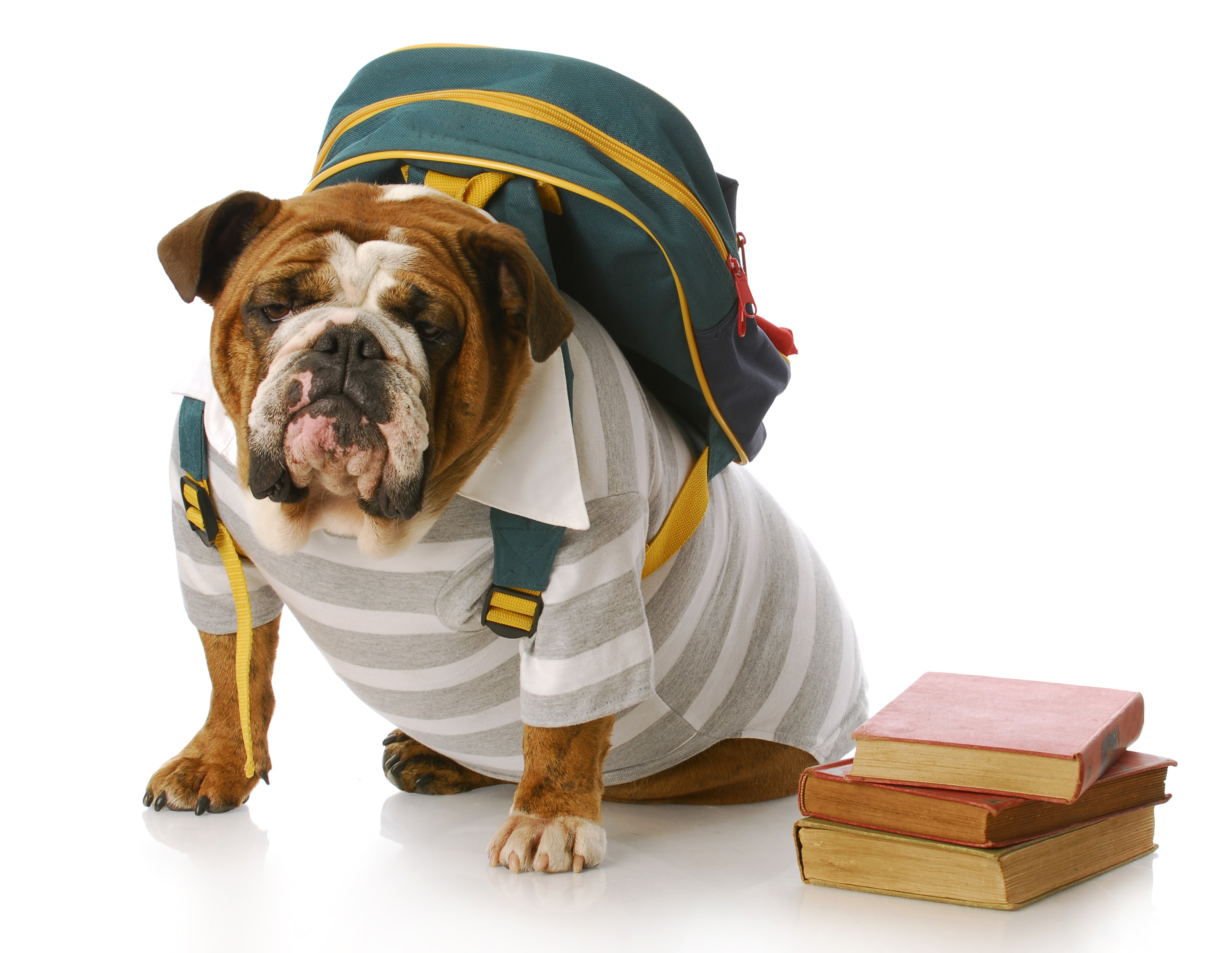 Bulldog wearing a shirt and backpack with books HD Wallpaper