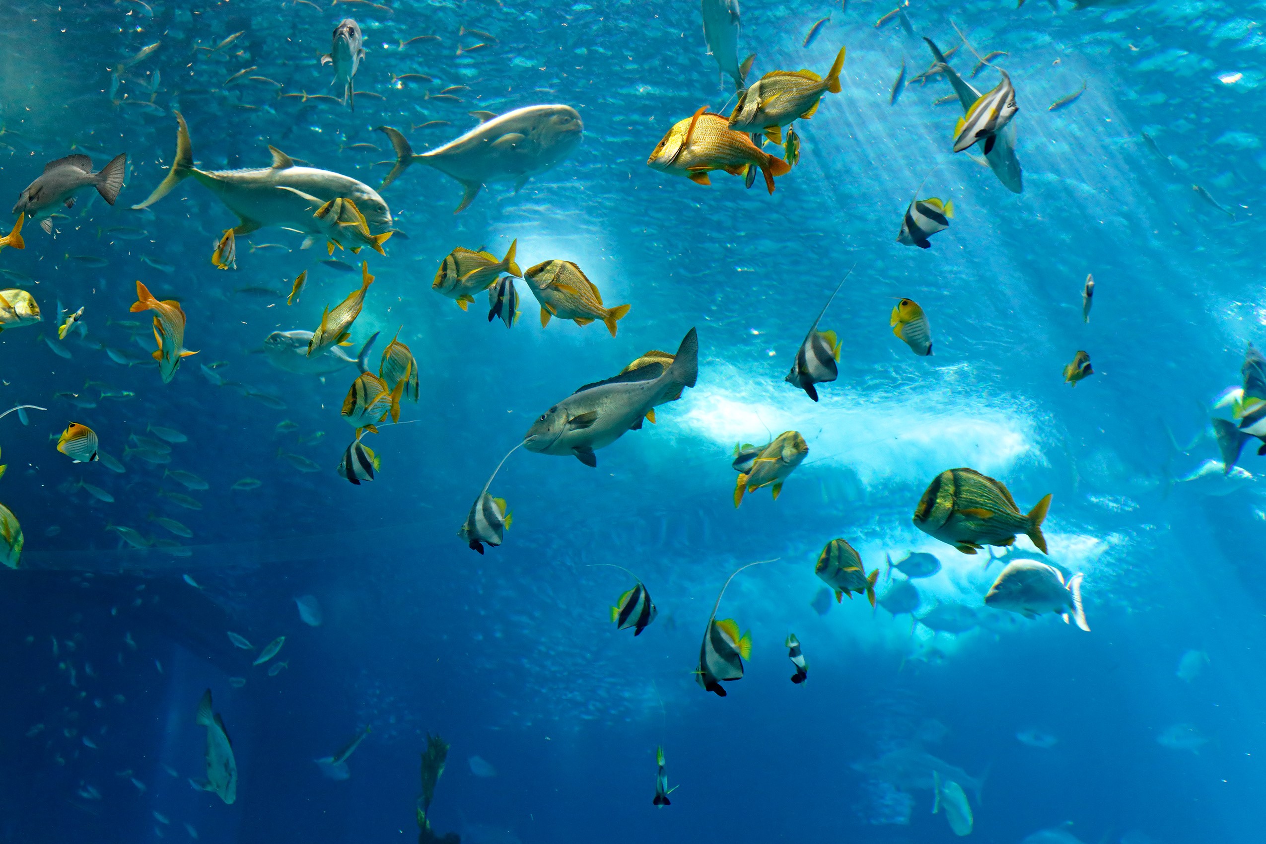 Underwater world with many fish swimming HD Wallpaper