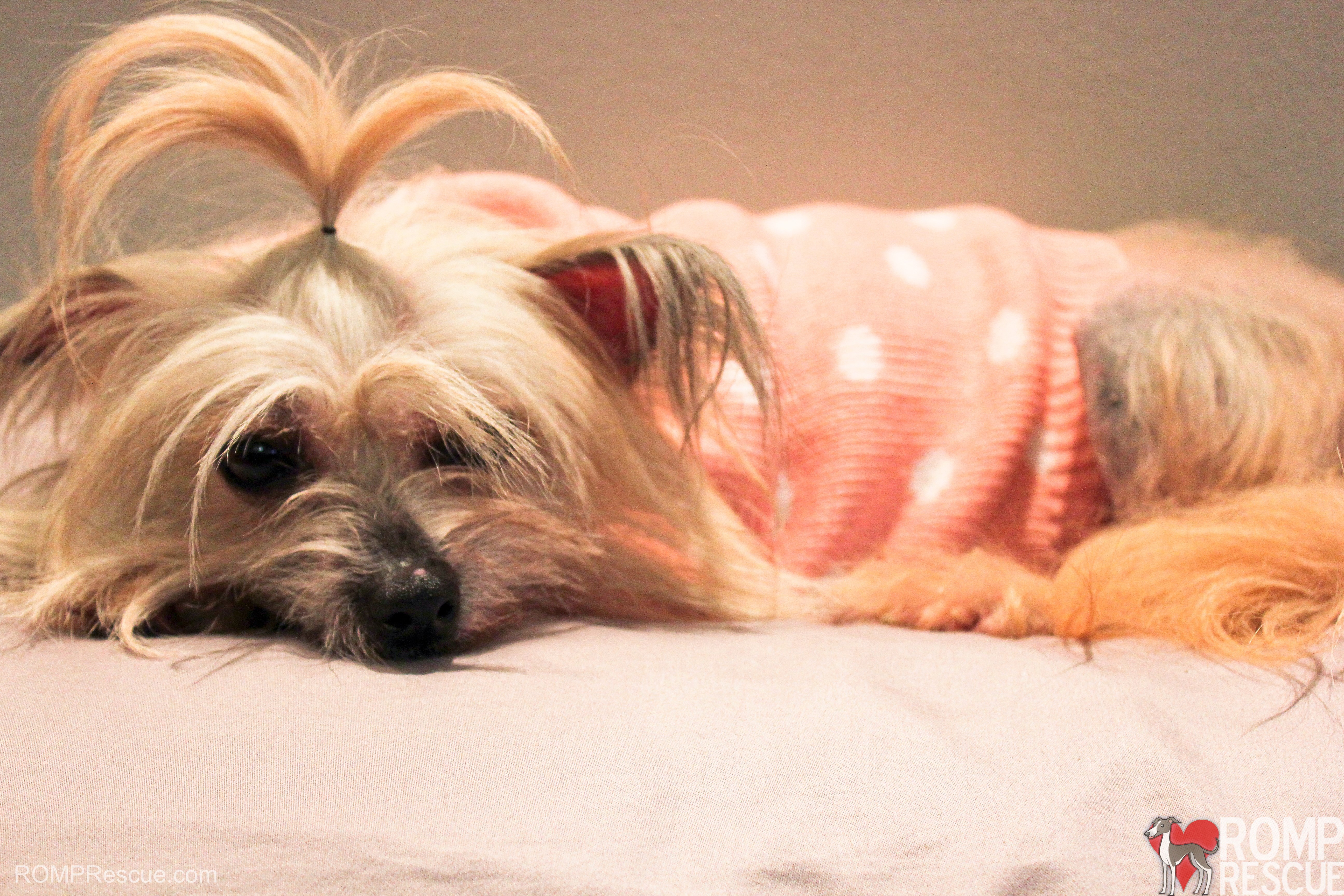 Yorkshire Terrier wearing a pink sweater HD Wallpaper