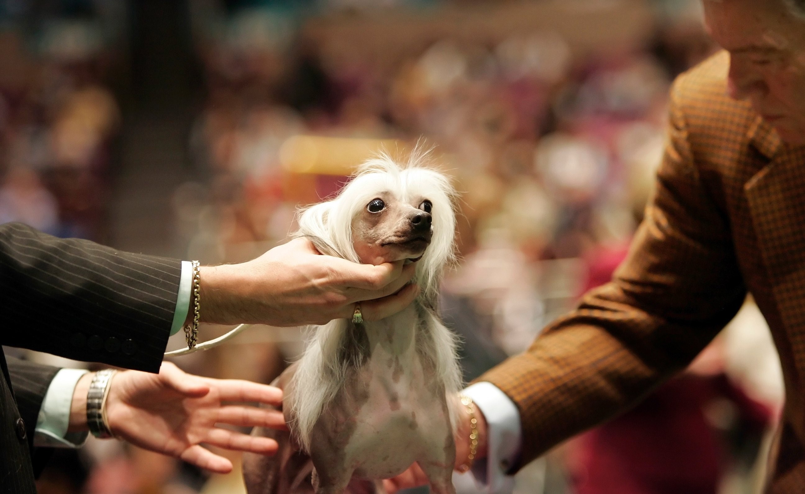 Chinese Crested dog being judged at a dog show HD Wallpaper