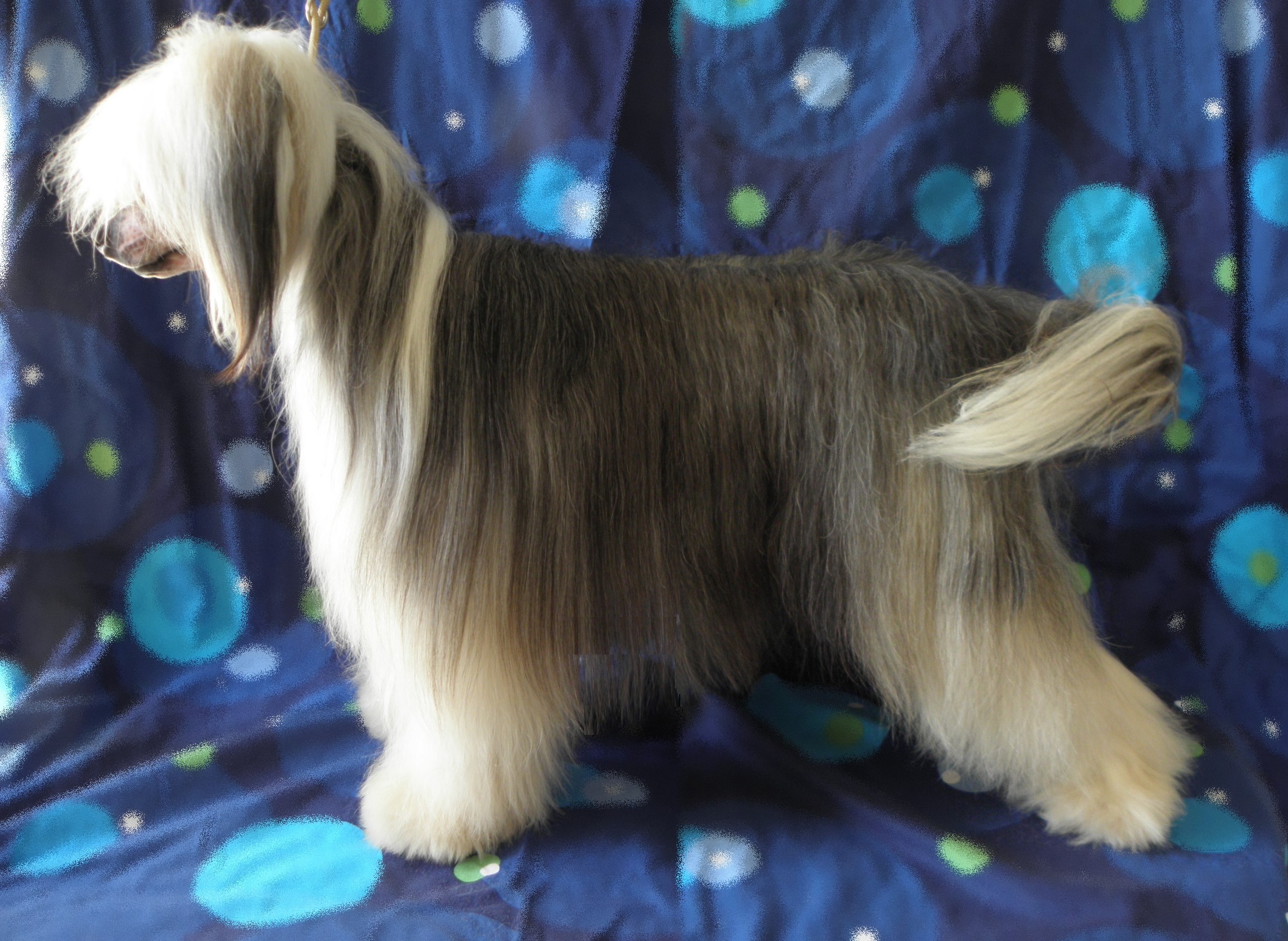 Bearded Collie dog standing profile HD Wallpaper