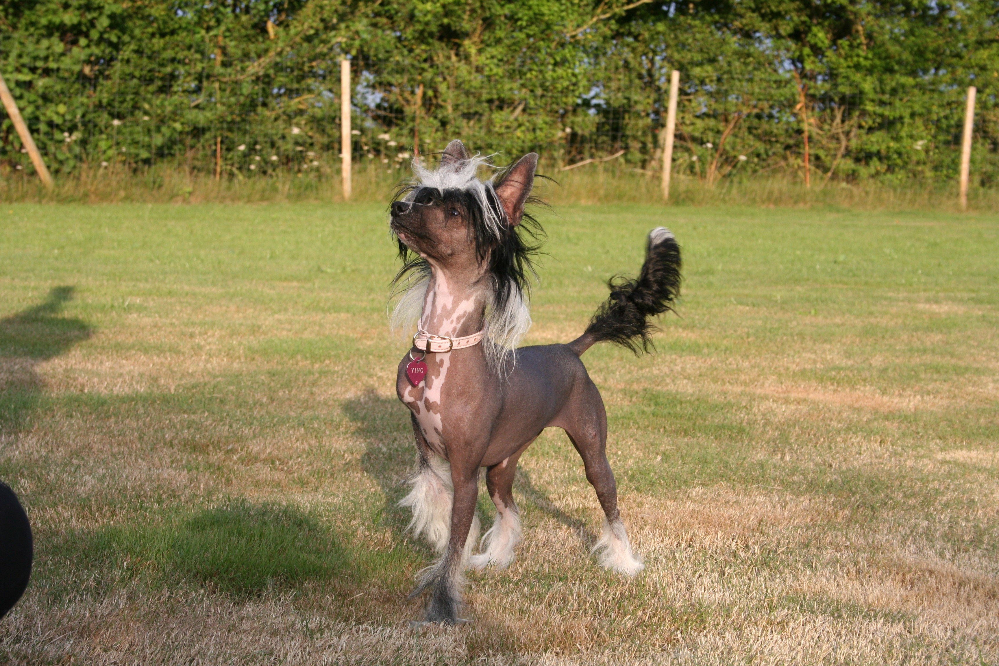 Chinese Crested dog standing in a grassy field HD Wallpaper