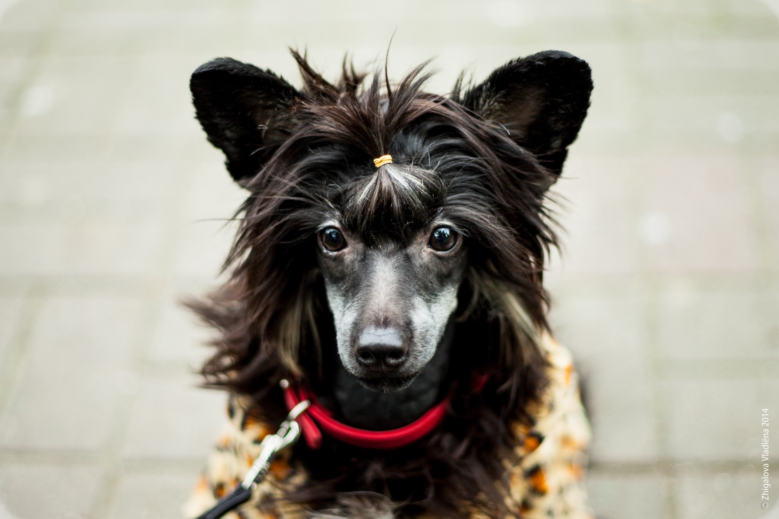 Chinese Crested dog with black hair and red collar HD Wallpaper