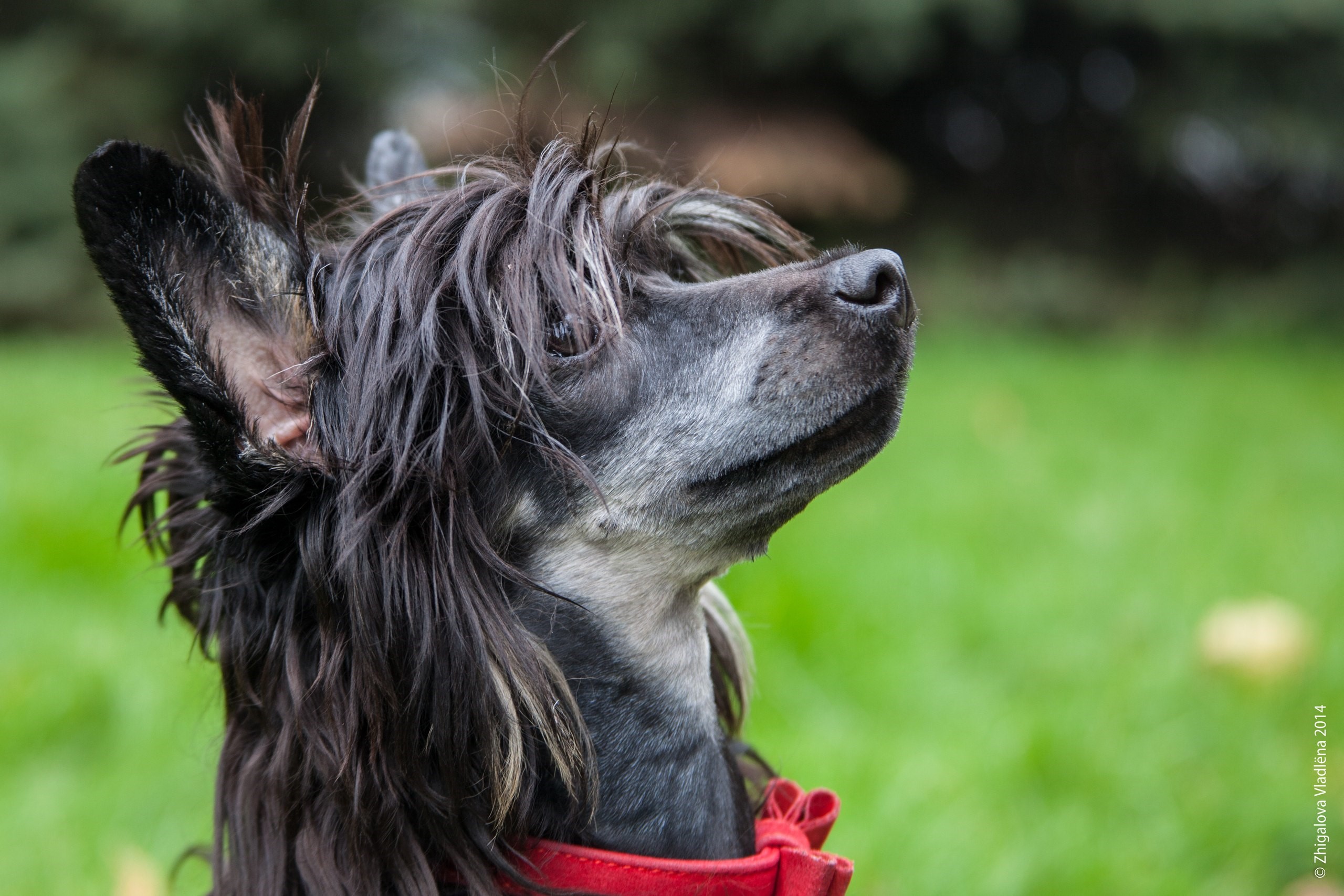 Chinese Crested dog with black hair and red collar HD Wallpaper