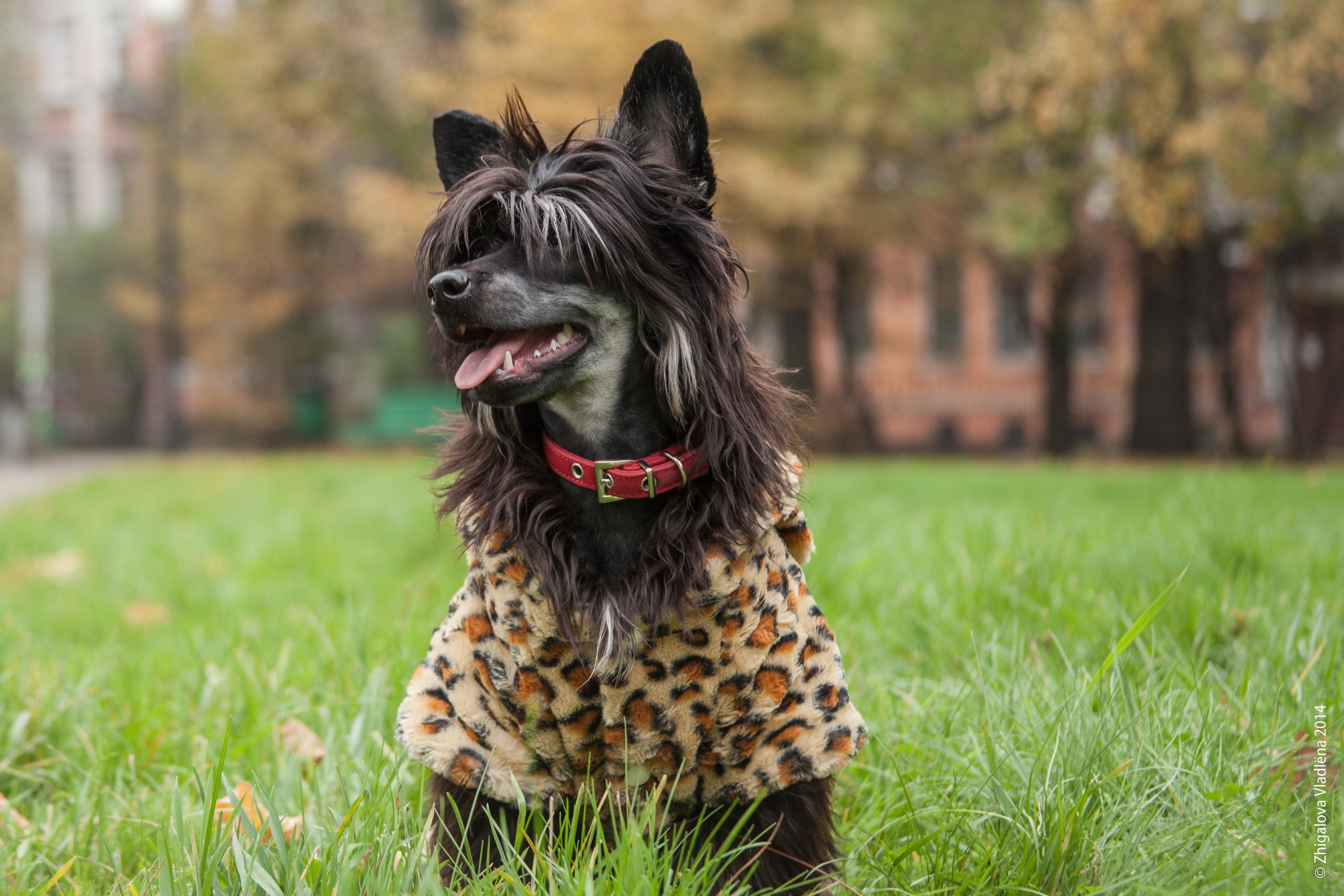 Chinese Crested dog wearing a leopard print coat HD Wallpaper