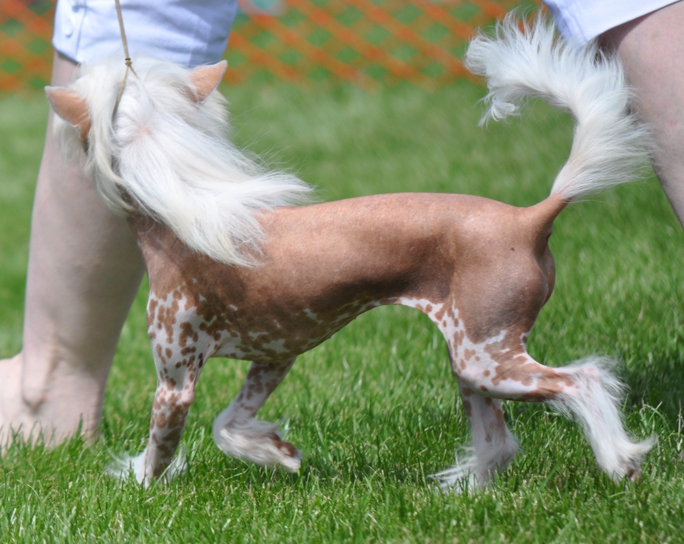 Chinese Crested dog walking on grass HD Wallpaper