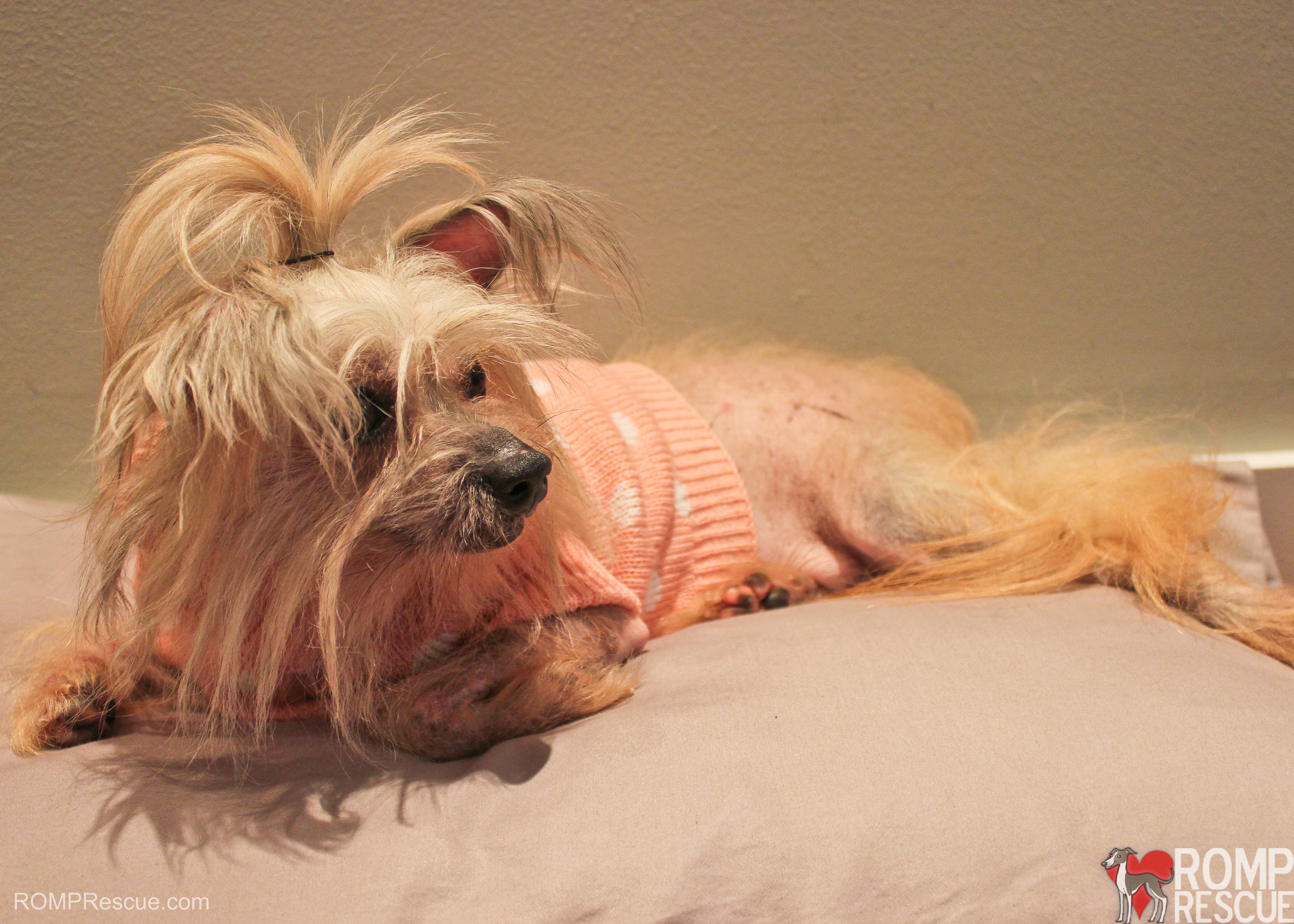 4K Dogs Chinese Crested HD Wallpaper