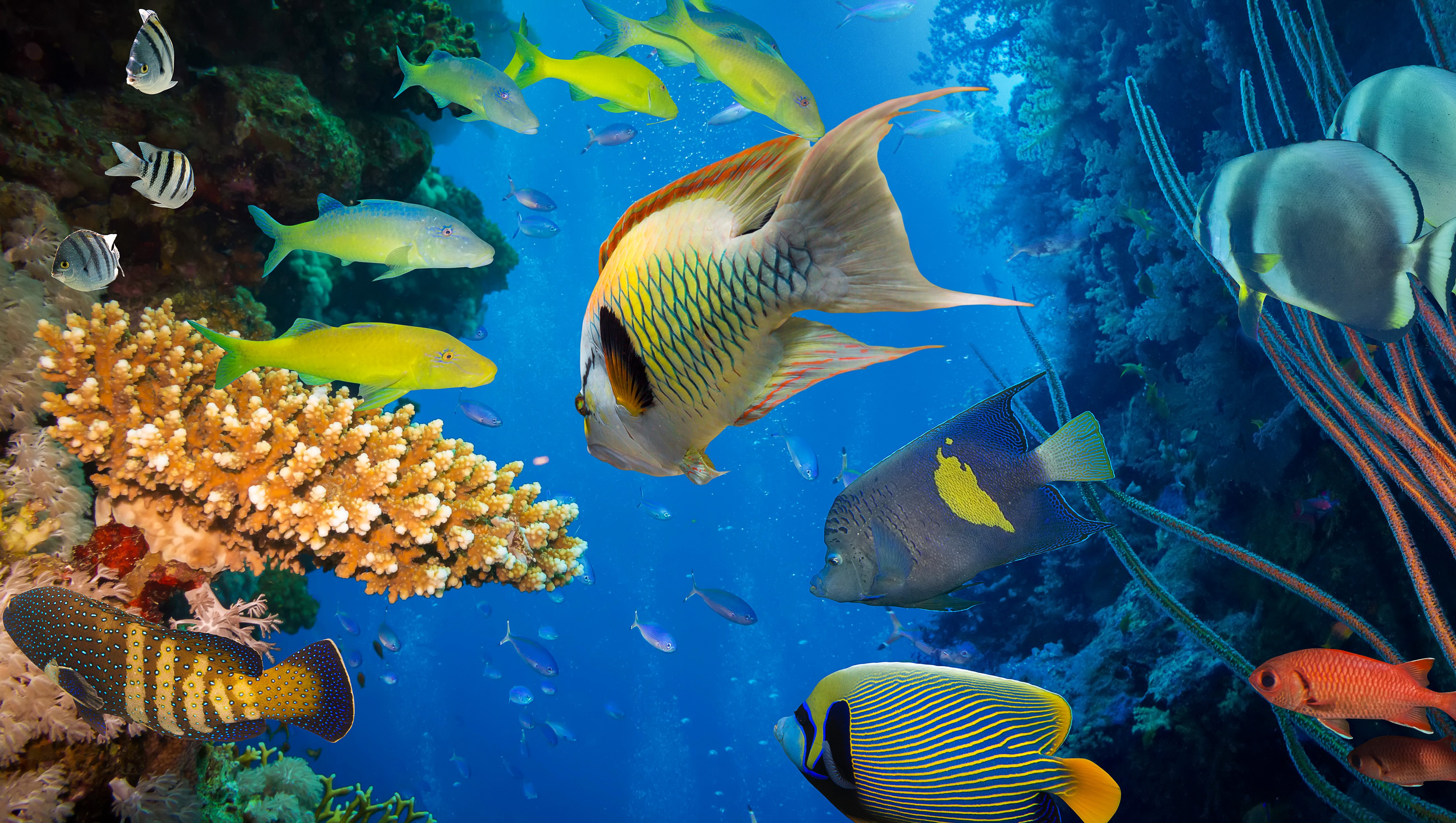 4K Vibrant Underwater Coral Reef with Colorful Fish HD Wallpaper