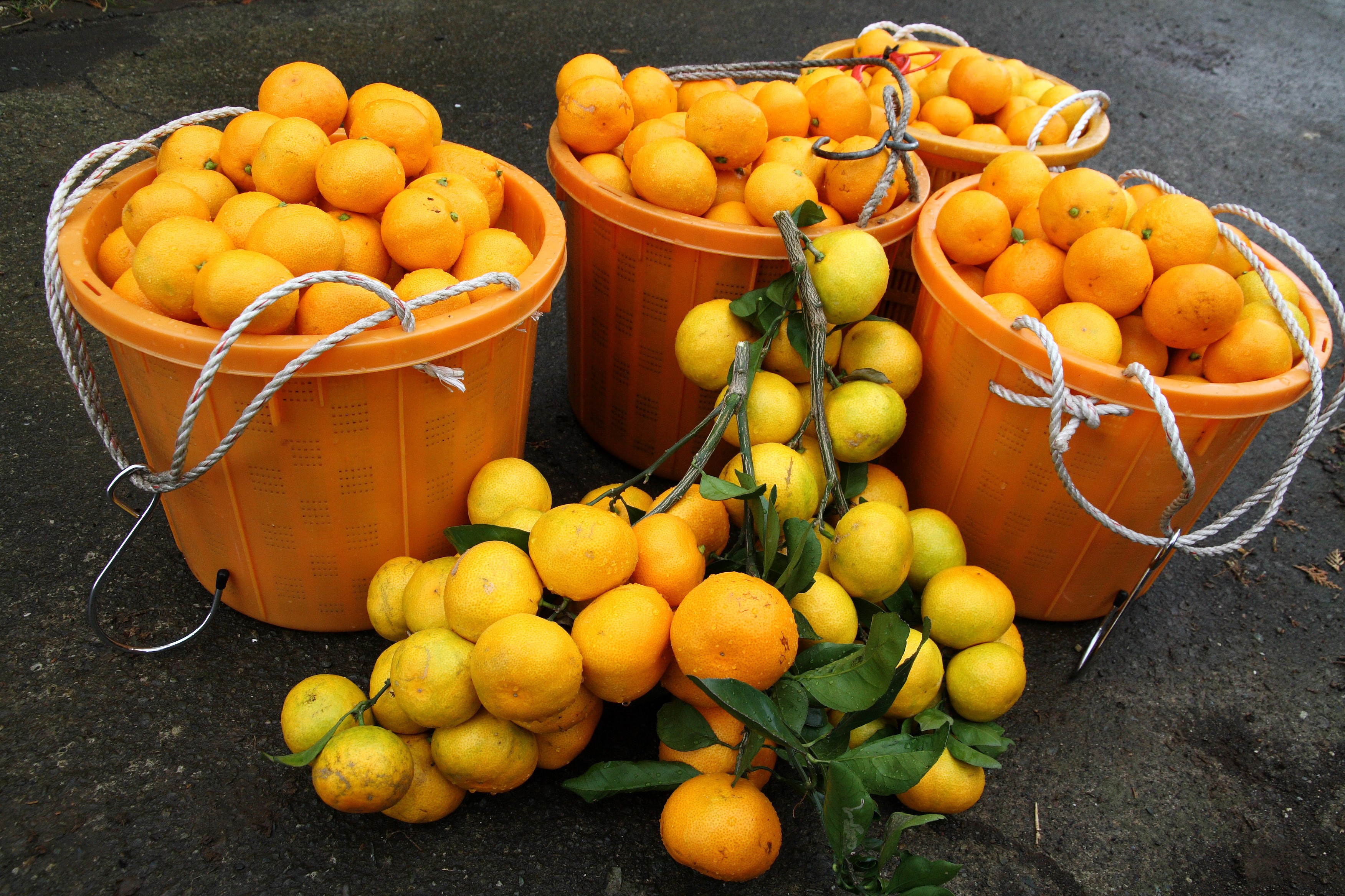 Oranges in buckets and on the ground HD Wallpaper