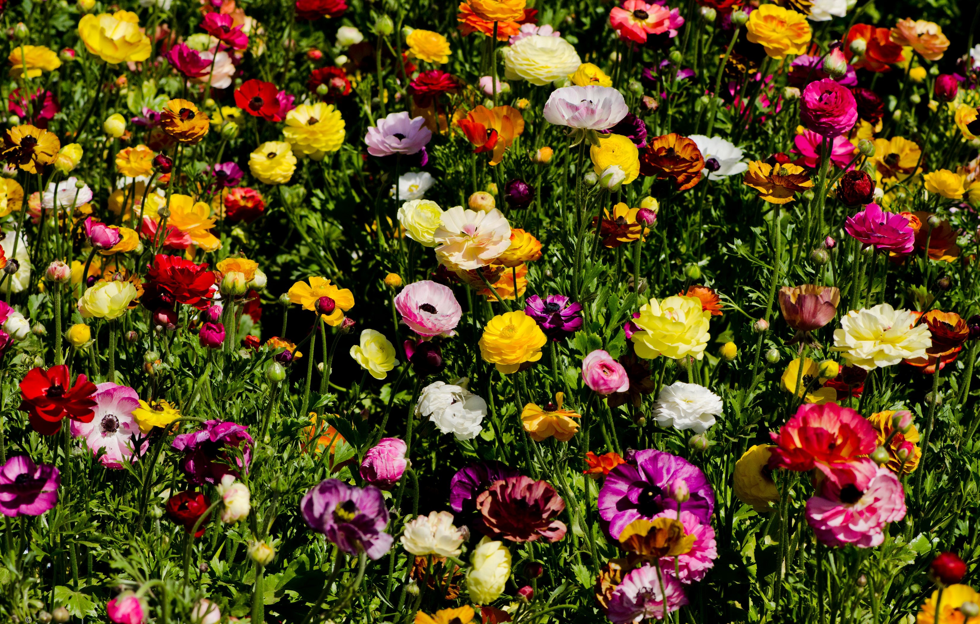 Colorful Ranunculus Flowers in Full Bloom HD Wallpaper