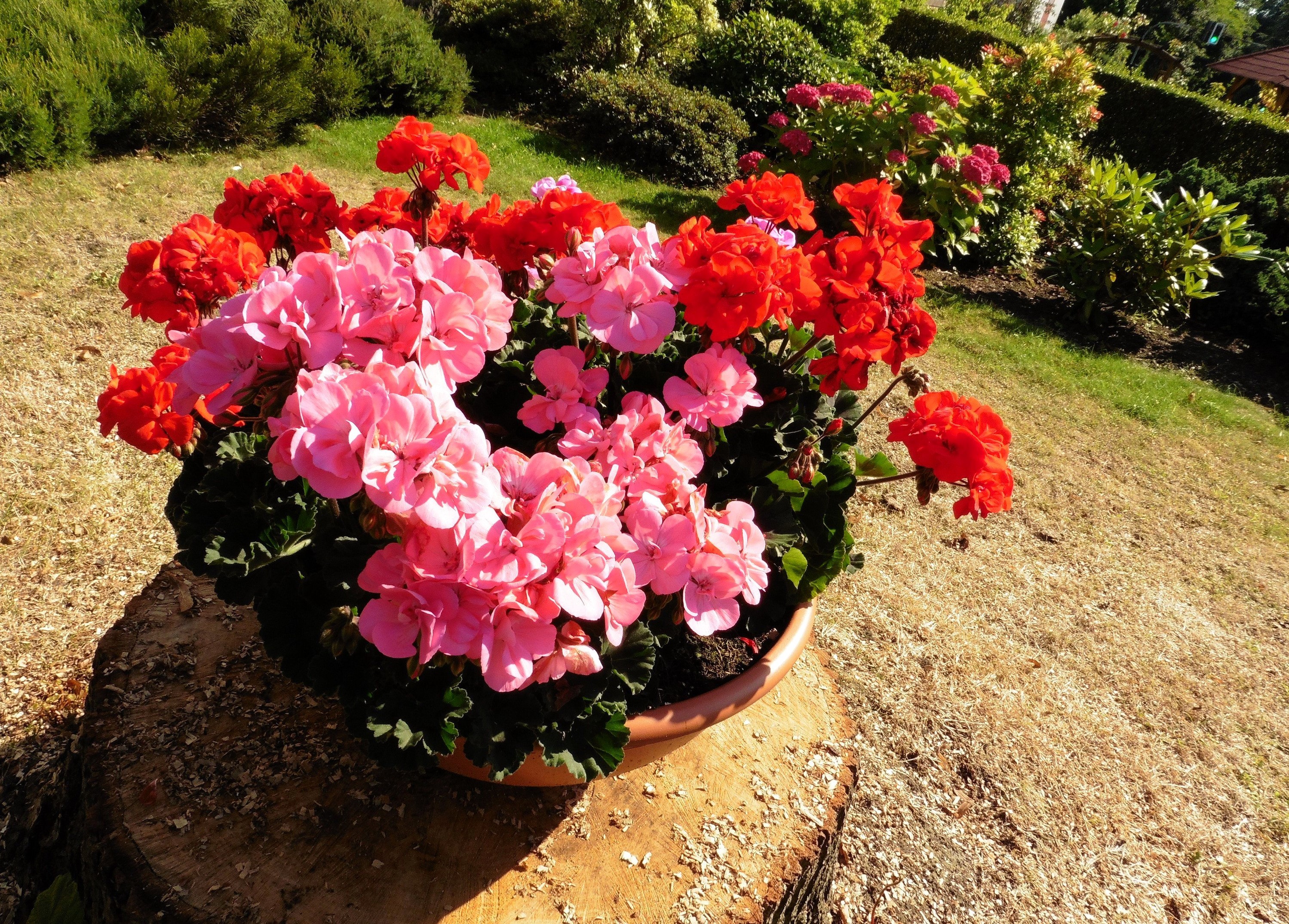 Pink and red geraniums in a pot on a tree stump HD Wallpaper
