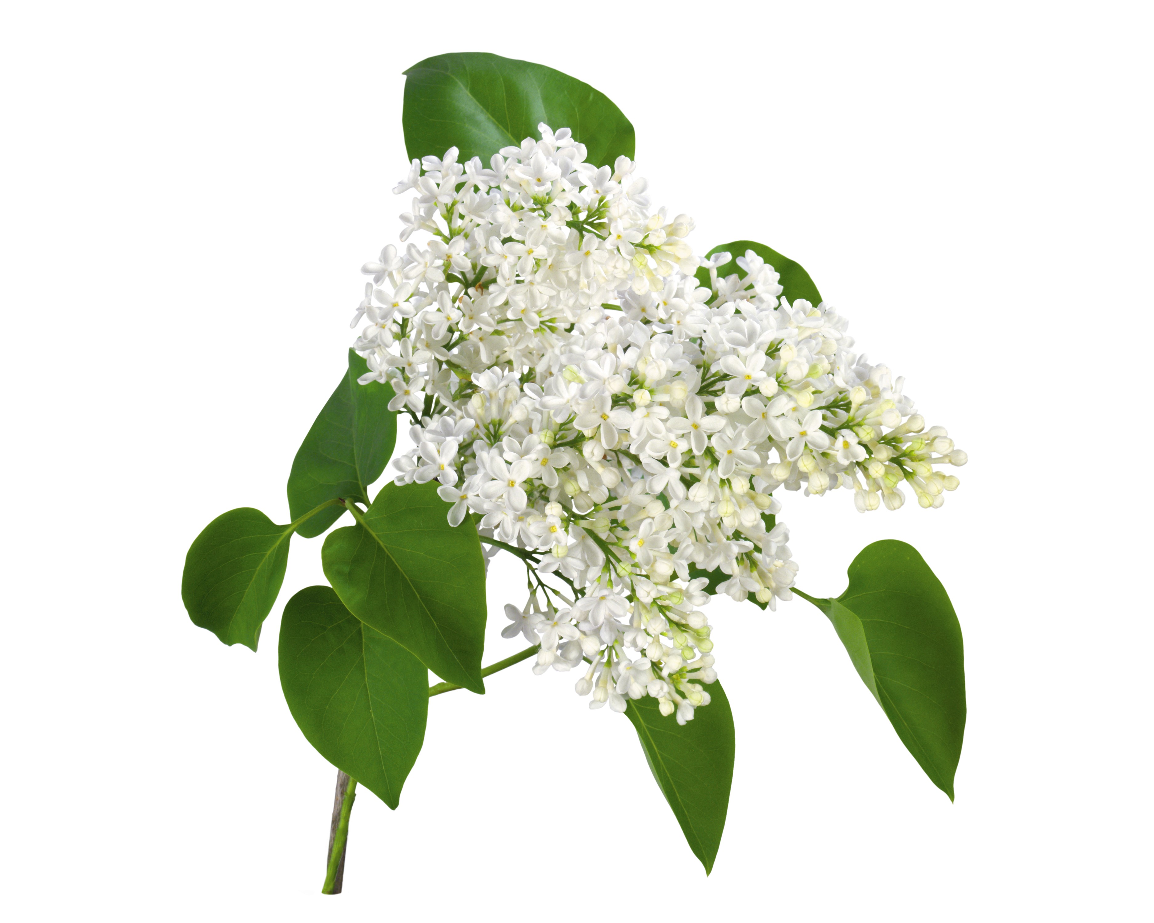 White Lilac Branches with Green Leaves HD Wallpaper