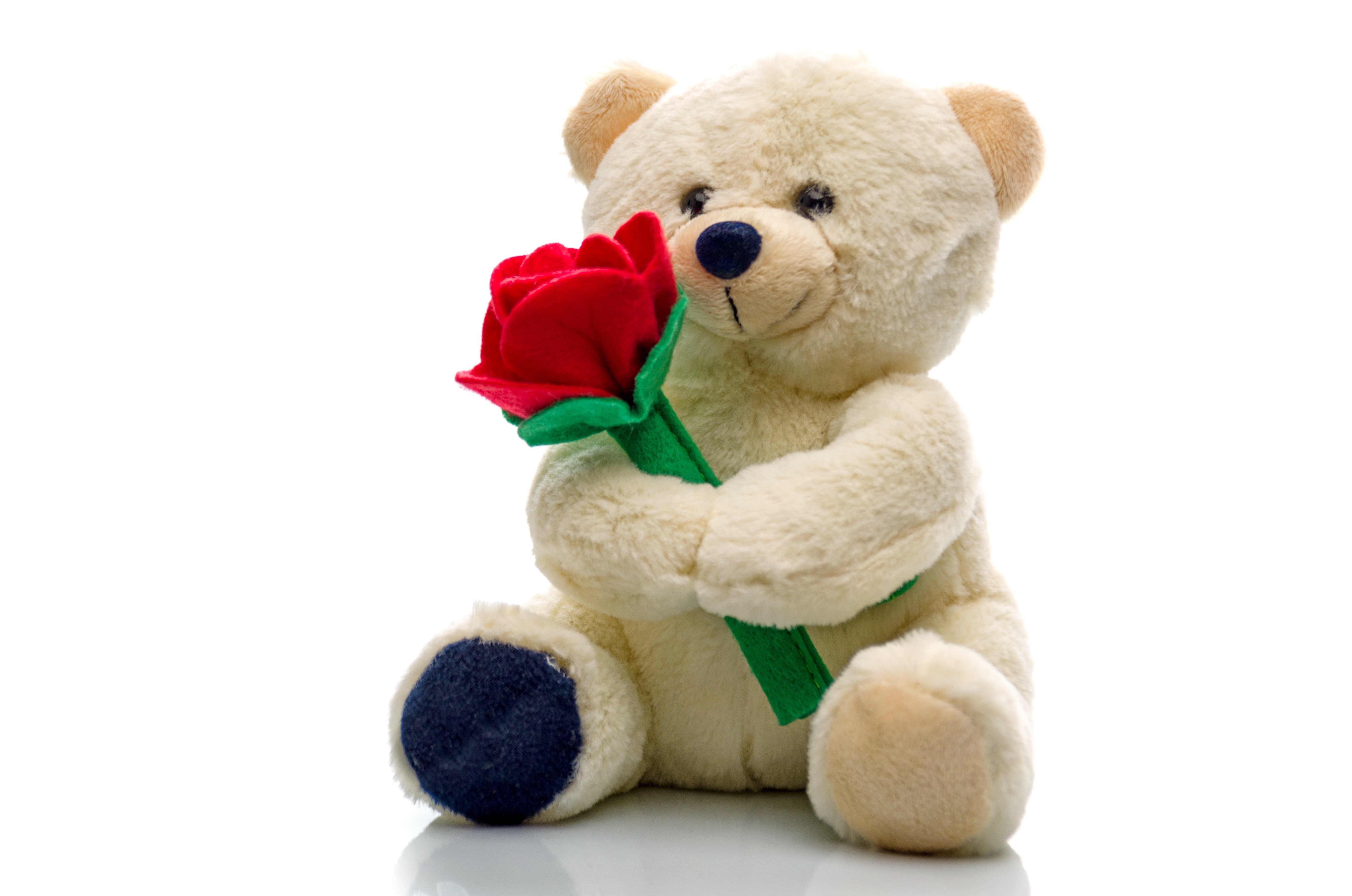 Teddy bear holding a red rose HD Wallpaper