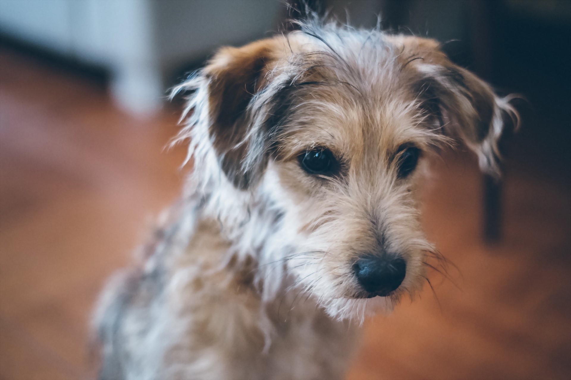 A scruffy terrier mix dog looking down HD Wallpaper