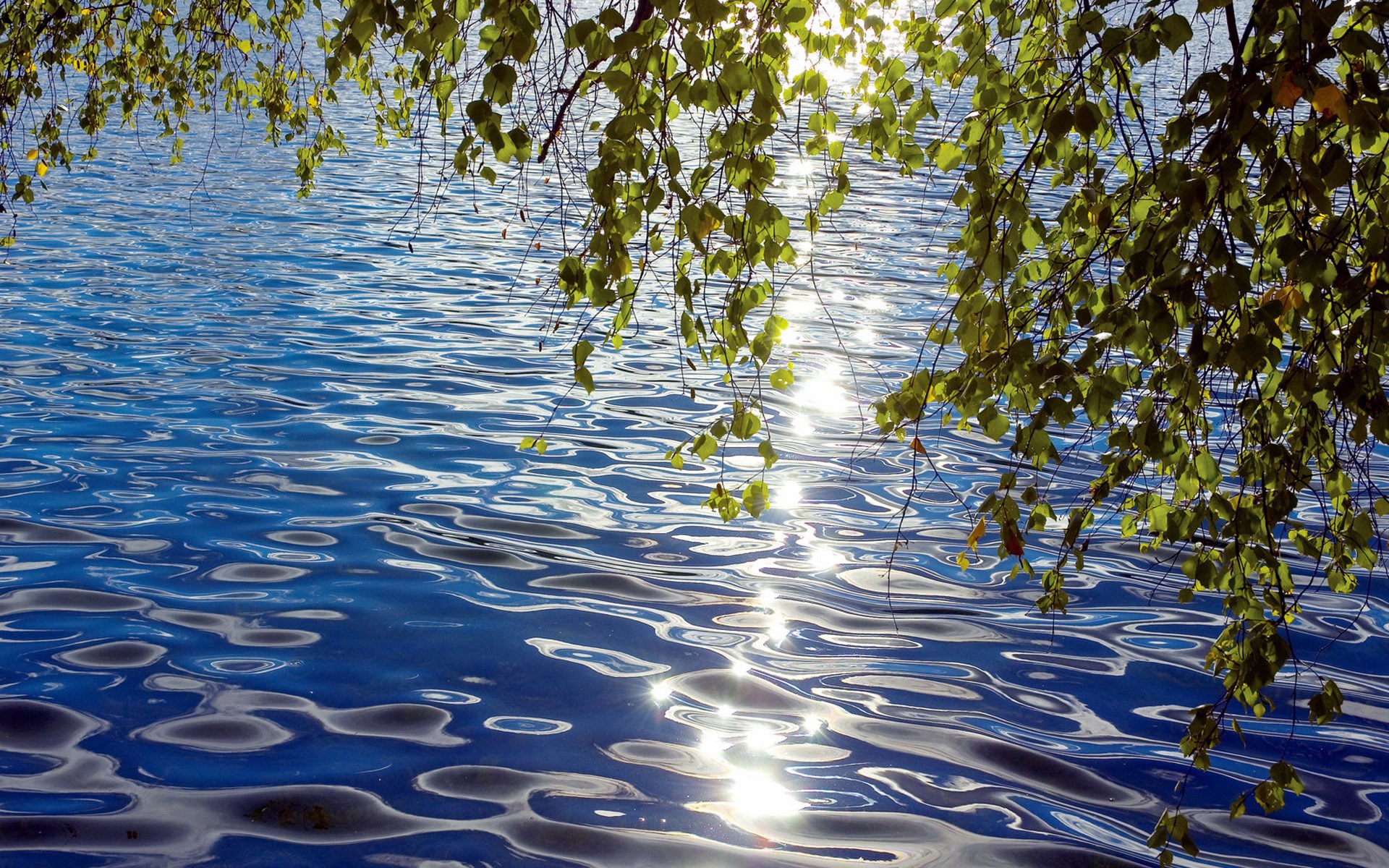 Sunlight reflecting on rippling blue water with tree branches HD Wallpaper