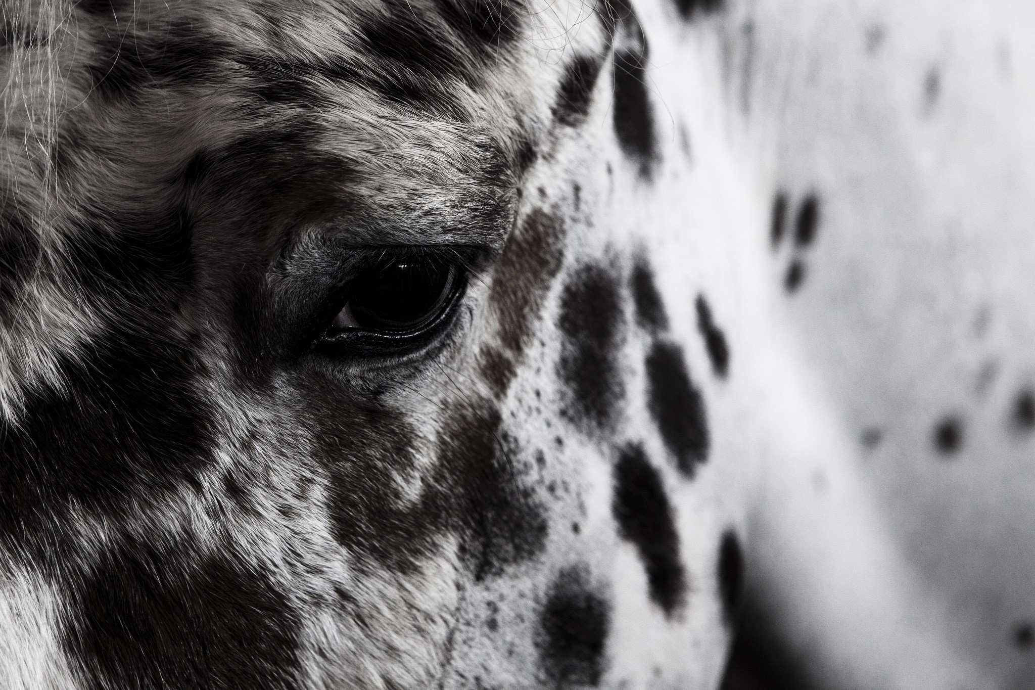 Close-up of a horse's eye and spotted coat HD Wallpaper