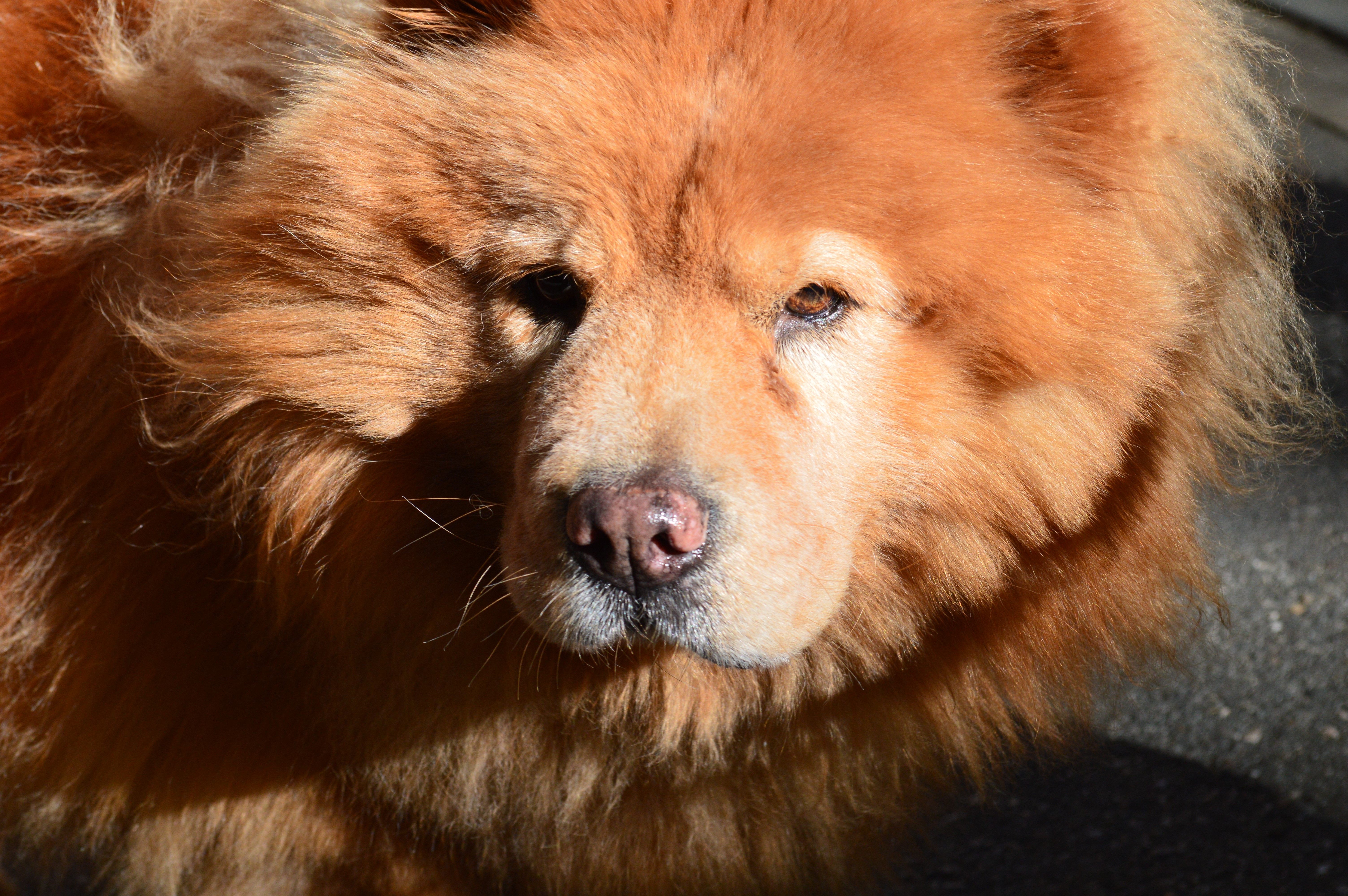 Chow Chow dog with ginger fur HD Wallpaper
