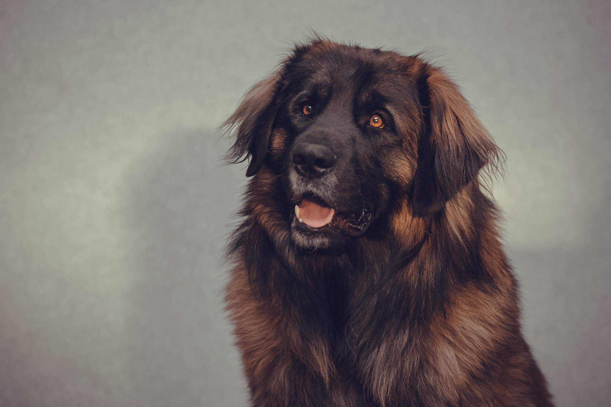 A brown dog with amber eyes looks to the side. HD Wallpaper
