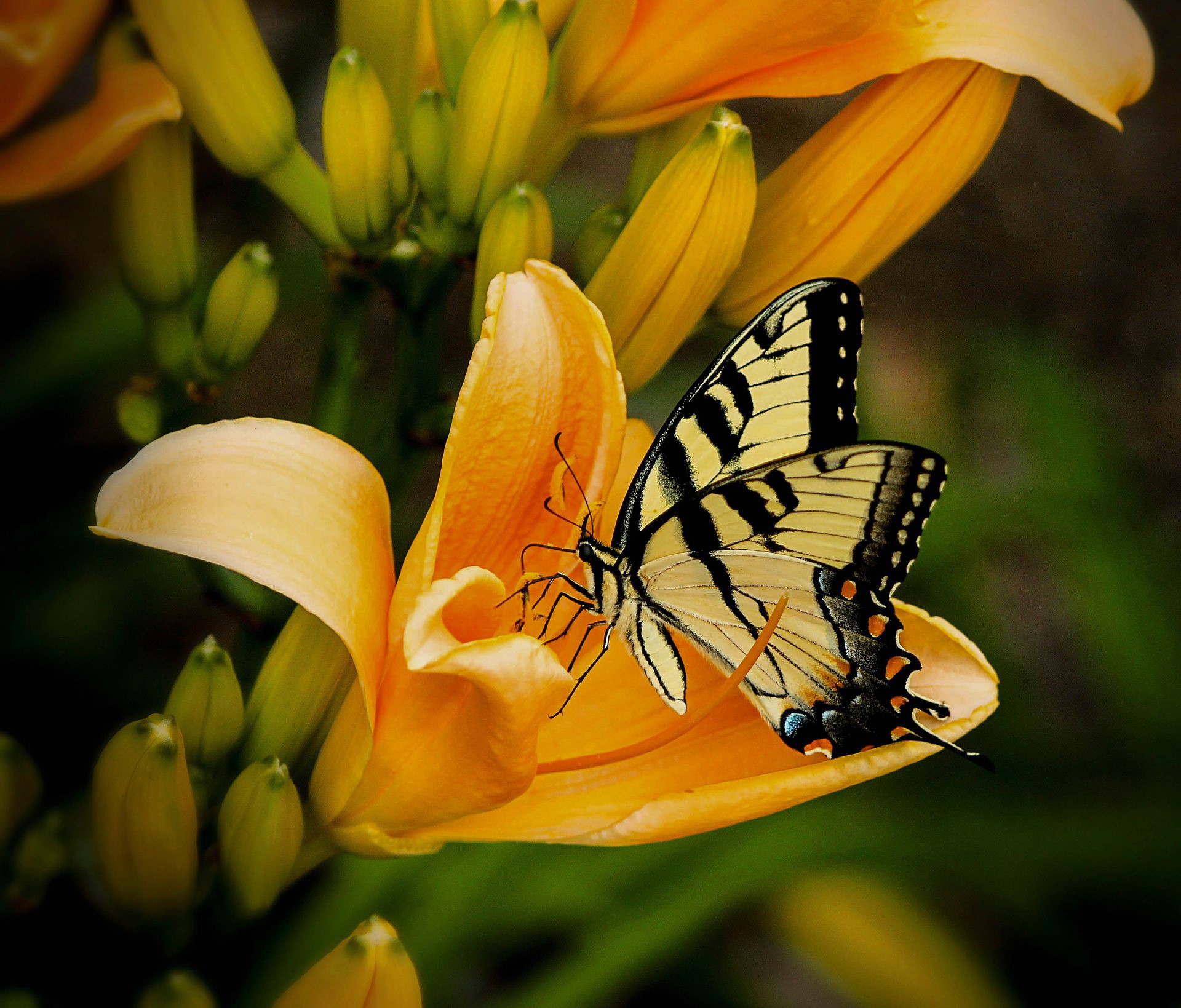 Tiger Swallowtail butterfly on an orange lily HD Wallpaper