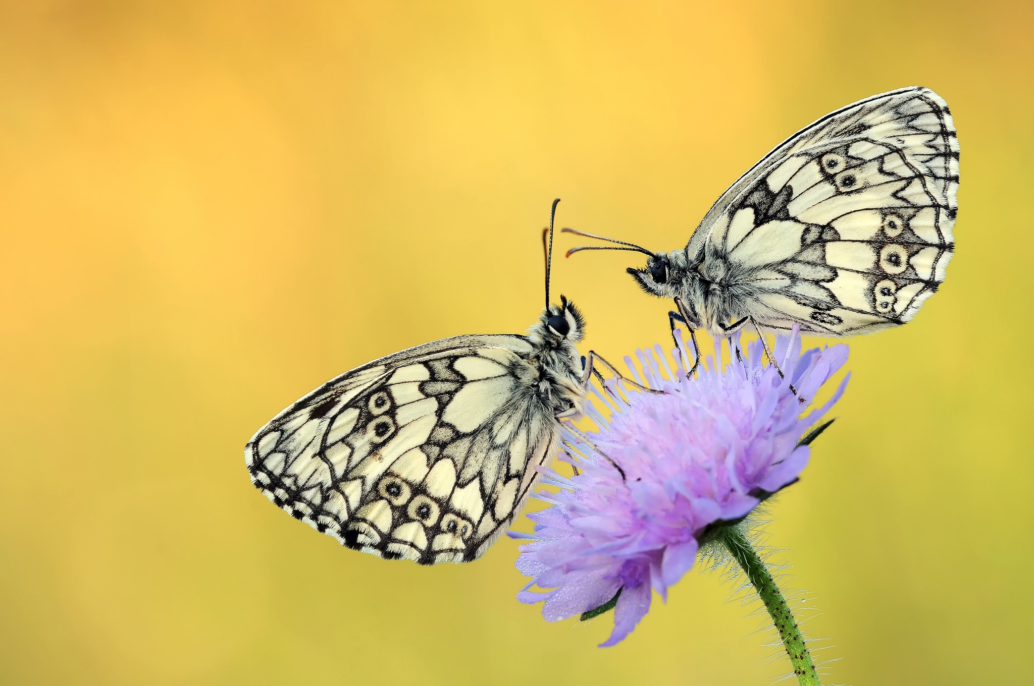 Two Marbled White Butterflies on a Purple Flower HD Wallpaper