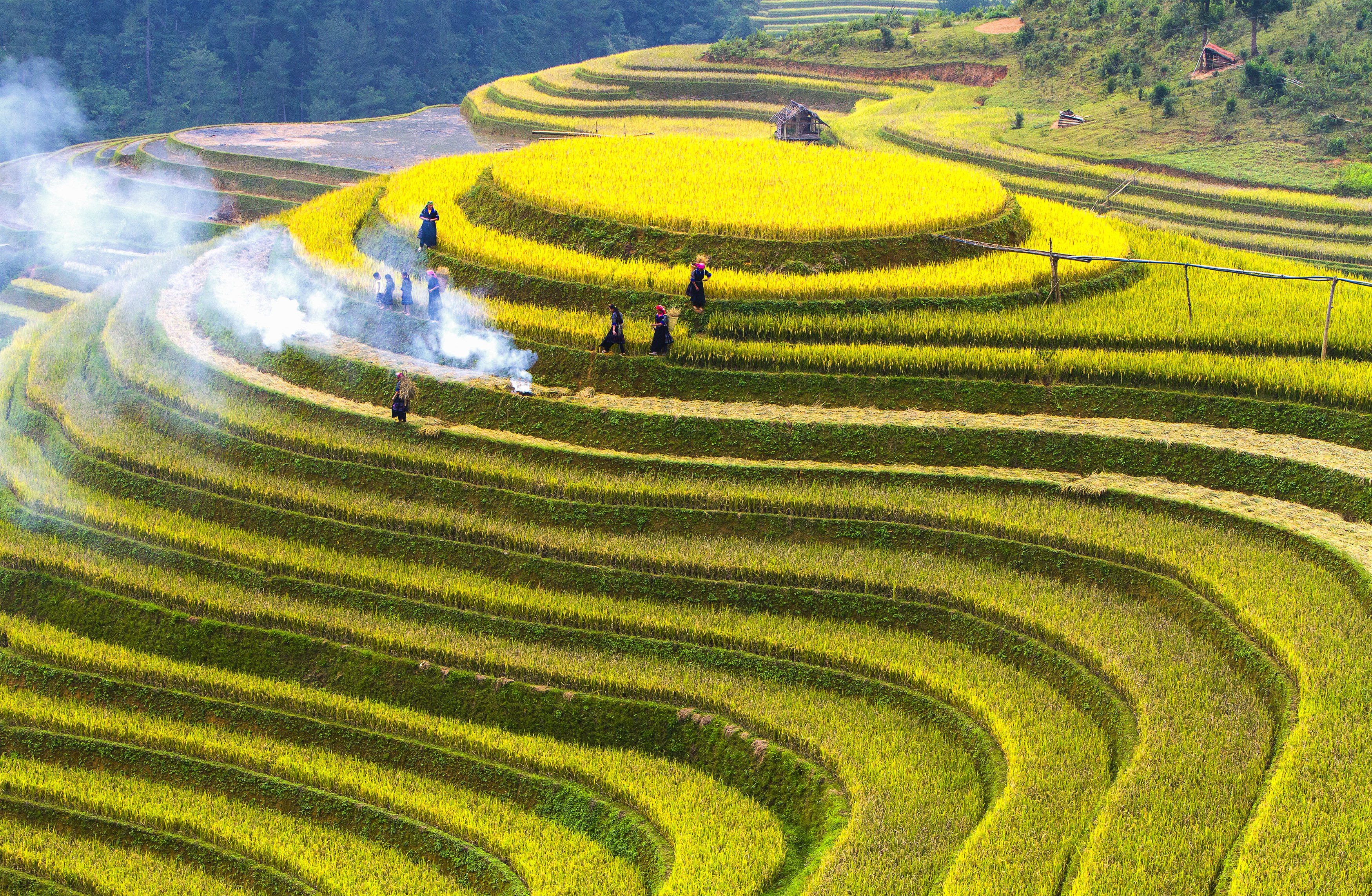 Terraced rice fields with farmers working HD Wallpaper