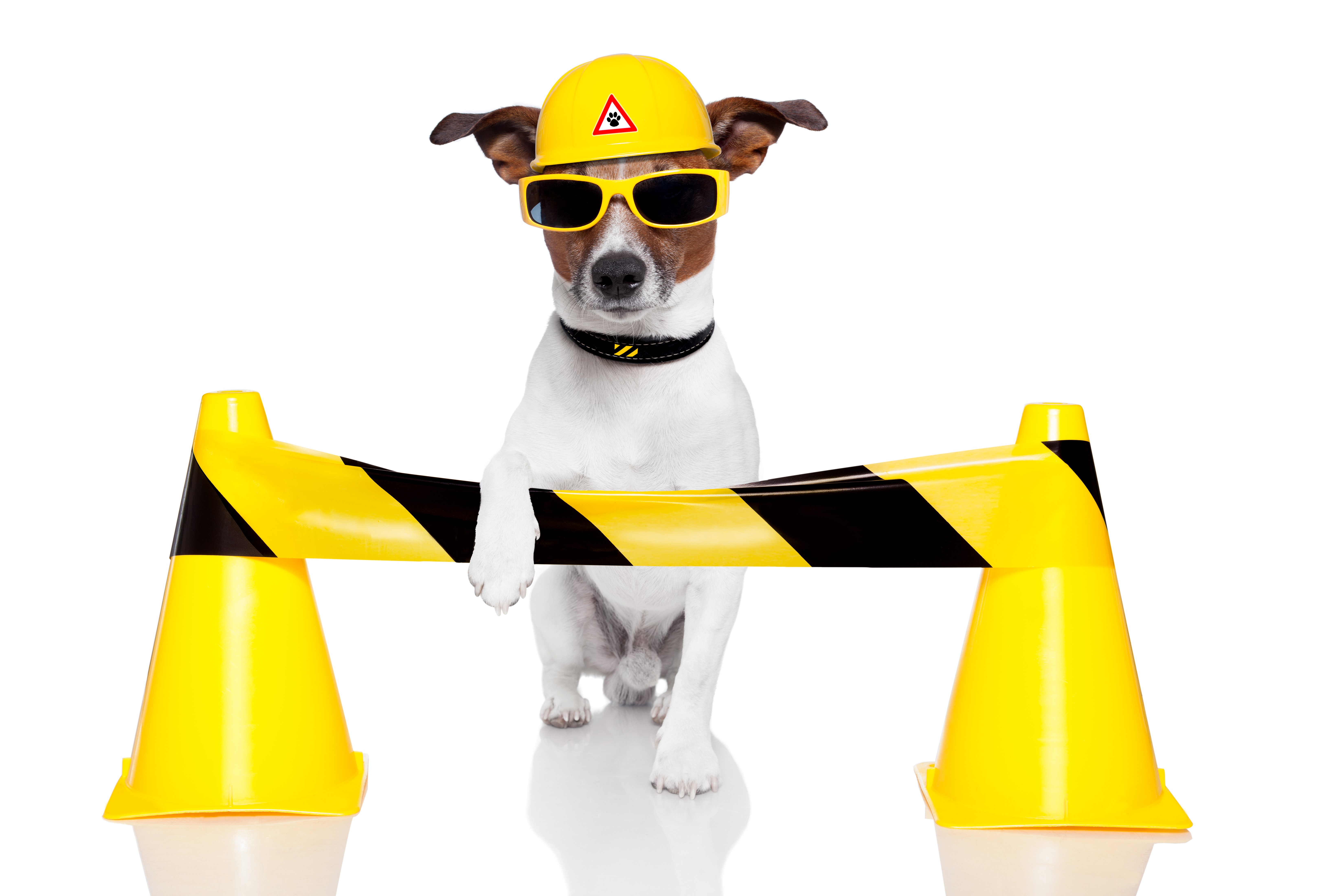 Jack Russell terrier wearing a hard hat and sunglasses HD Wallpaper