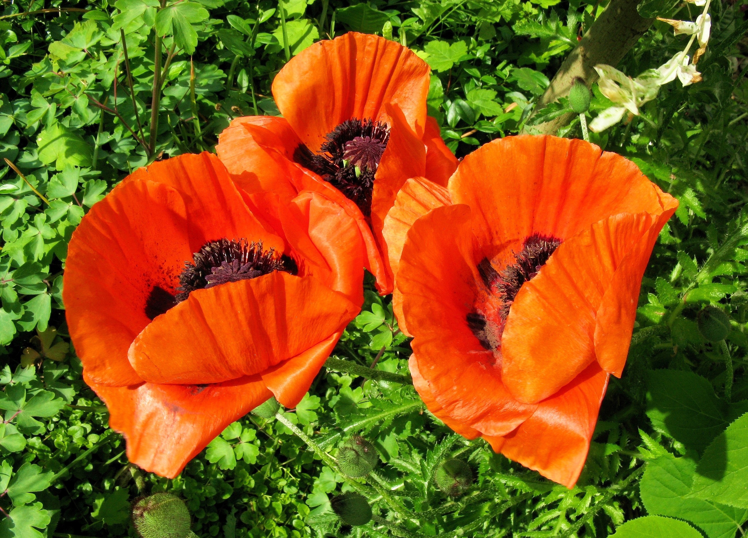 Three orange poppies with dark centers HD Wallpaper
