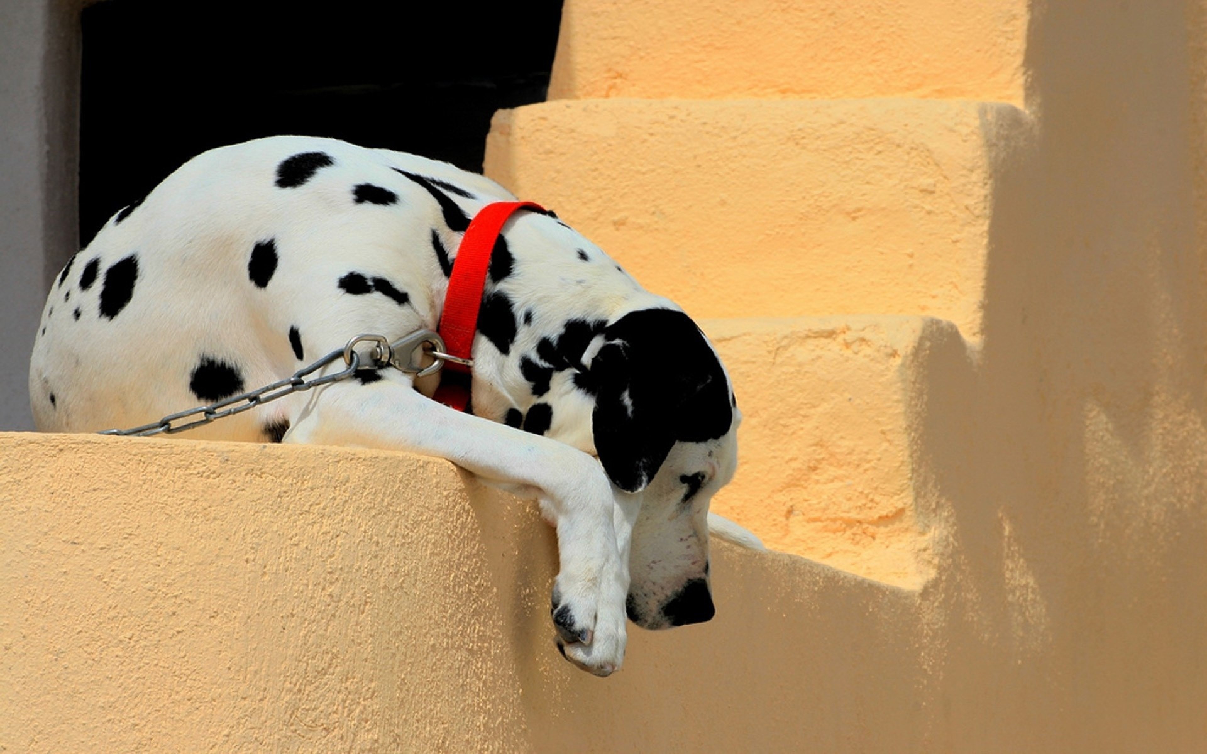 Dalmatian dog with red collar on stairs HD Wallpaper